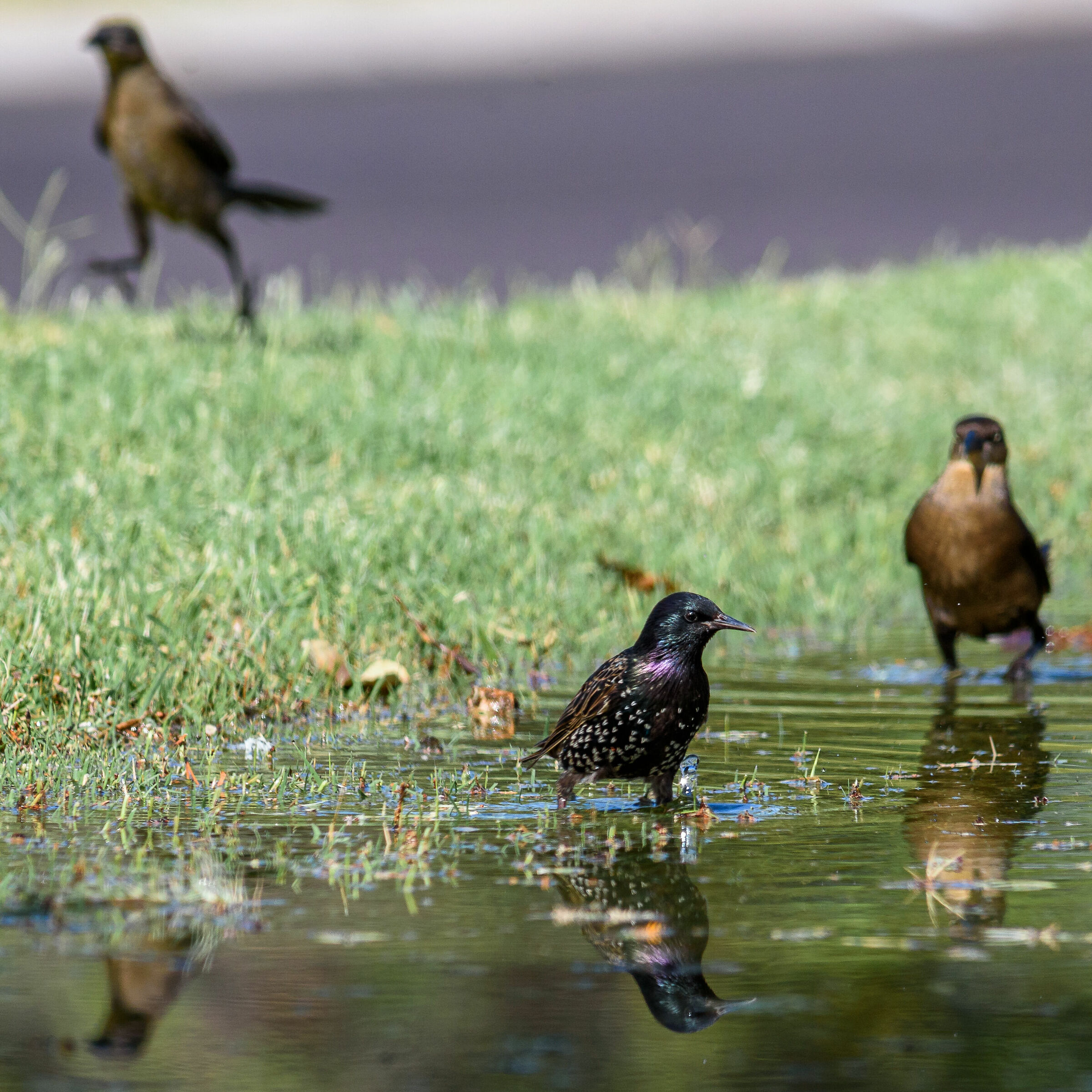 Starling europeo