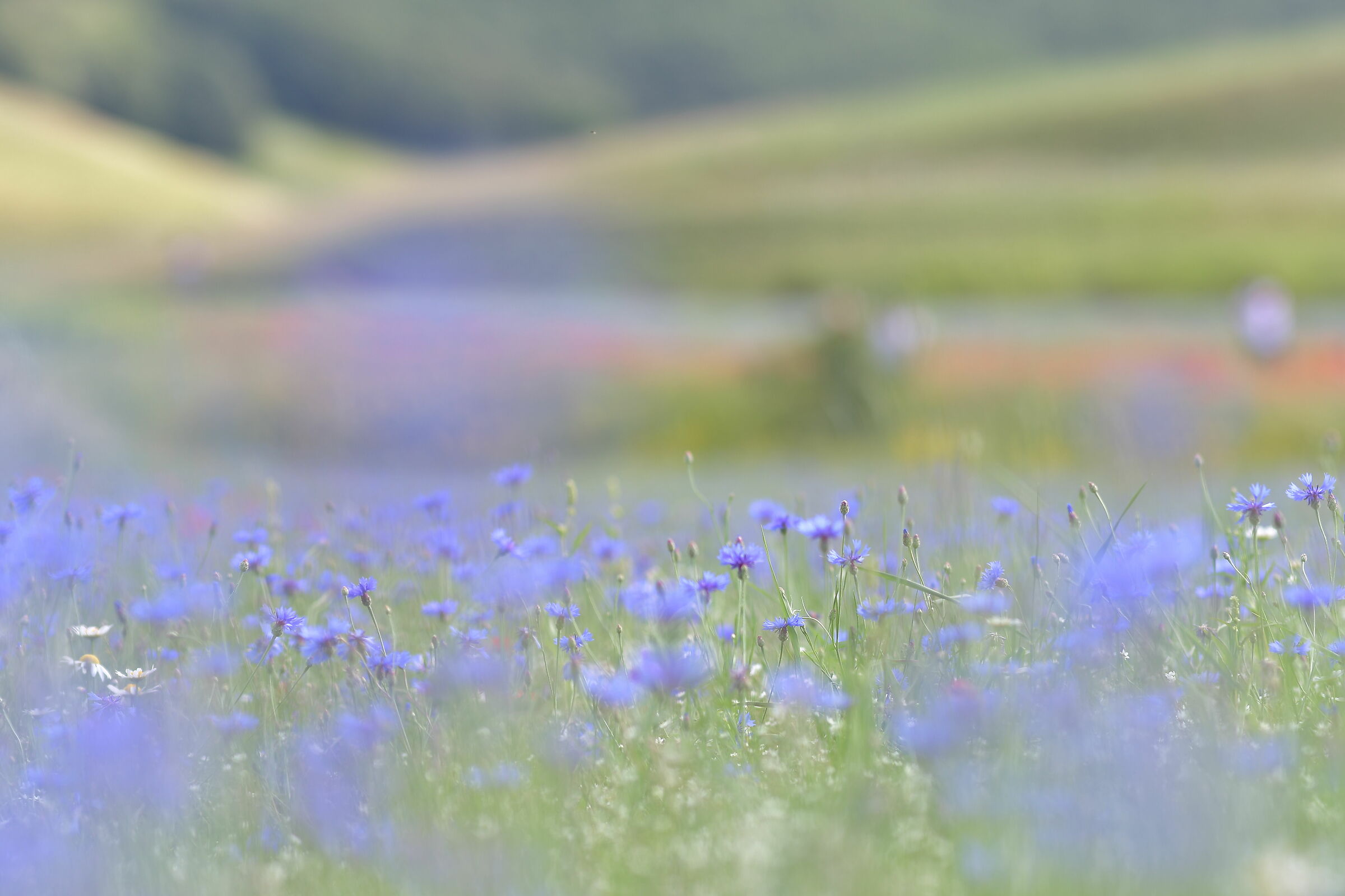 Castelluccio di Norcia