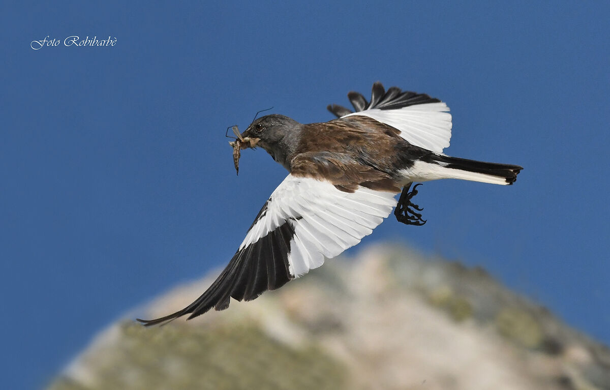 Fringuello alpino...