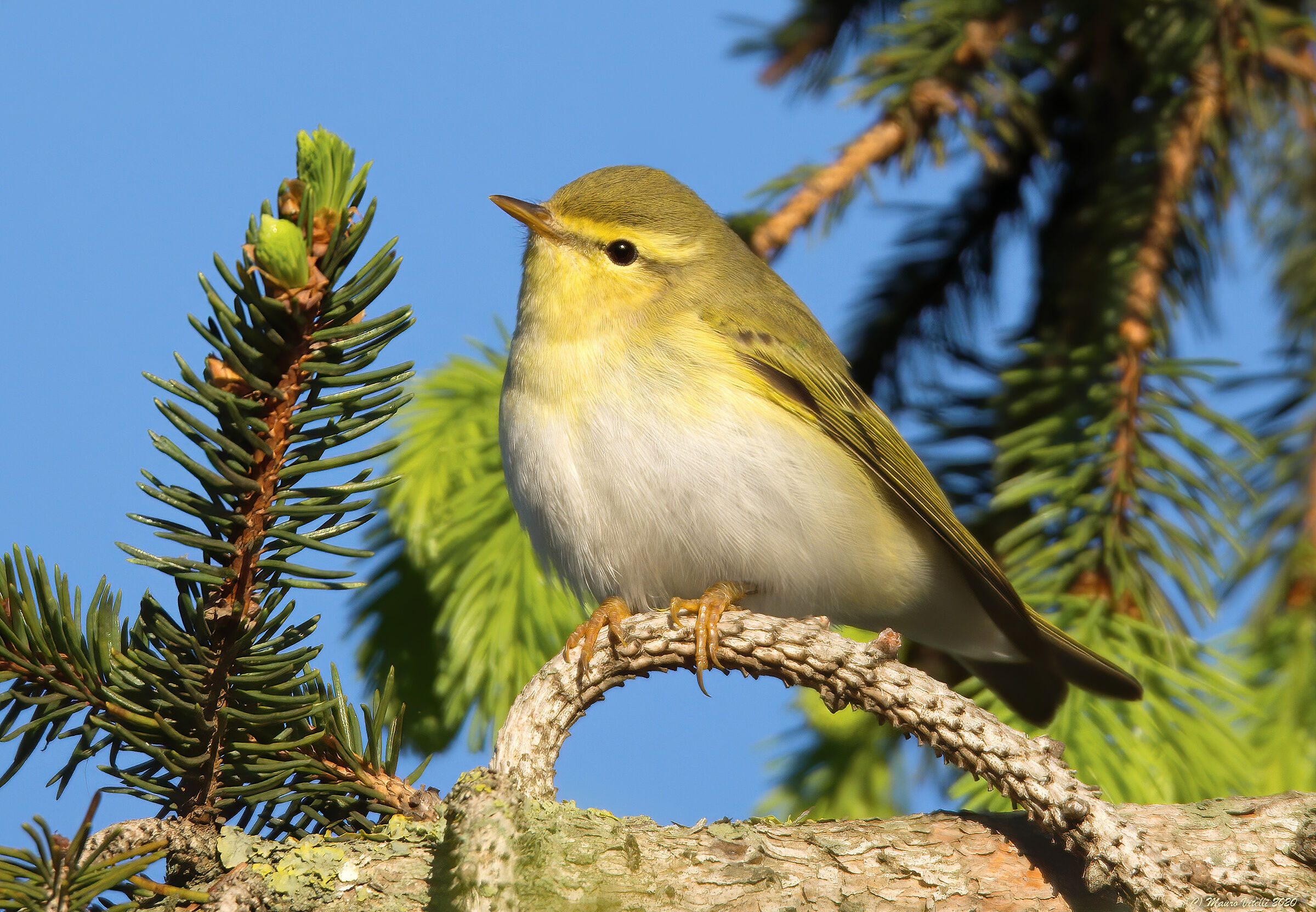 Luì Grosso (Phylloscopus trochilus)