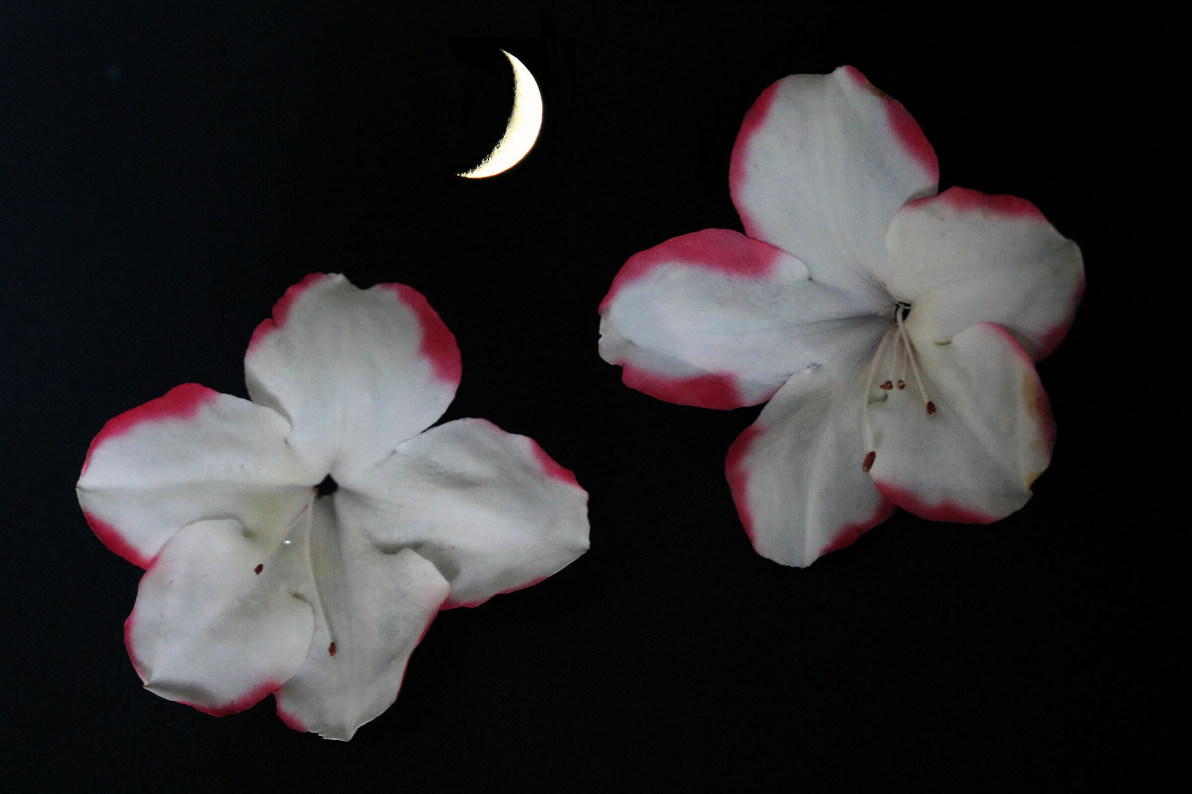 flowers and the moon