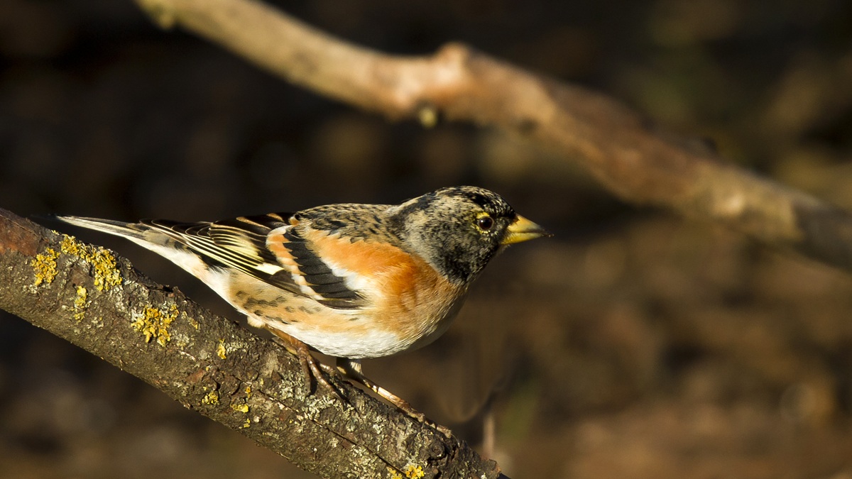 A male Brambling