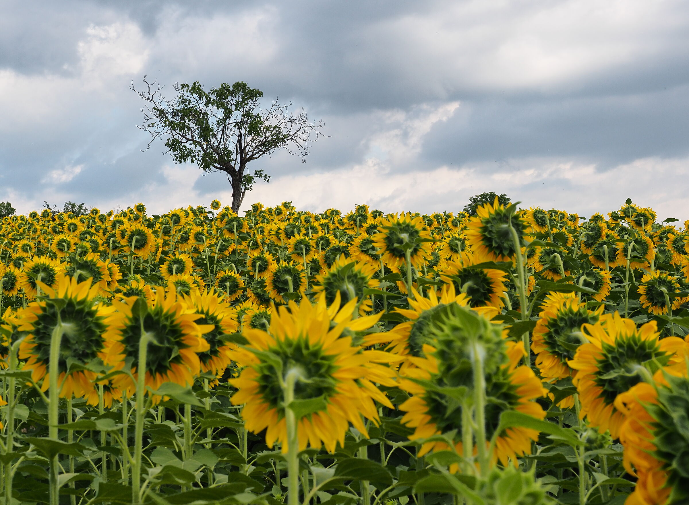 Girasoli monferrini