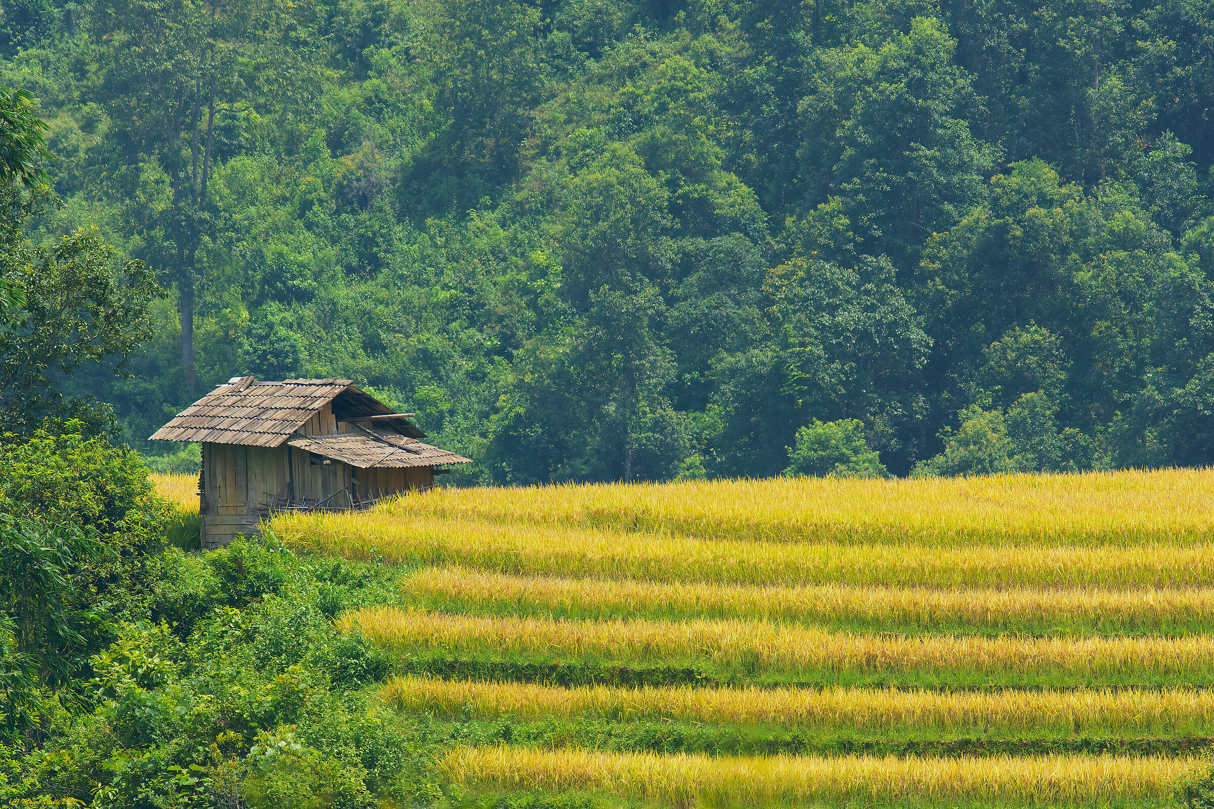 Paddy with hut (Vietnam)