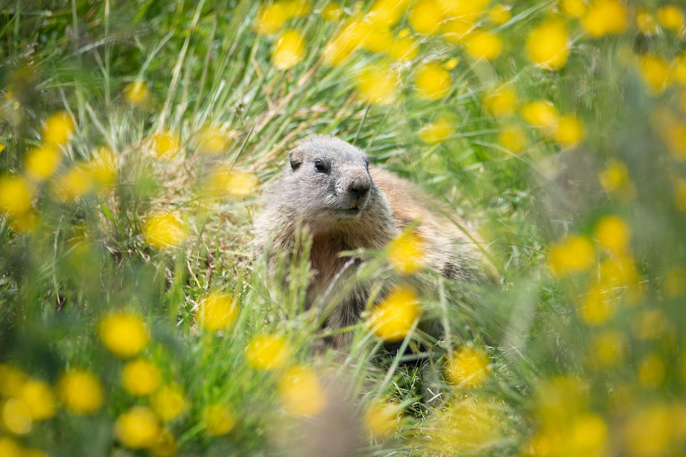 Floral marmot