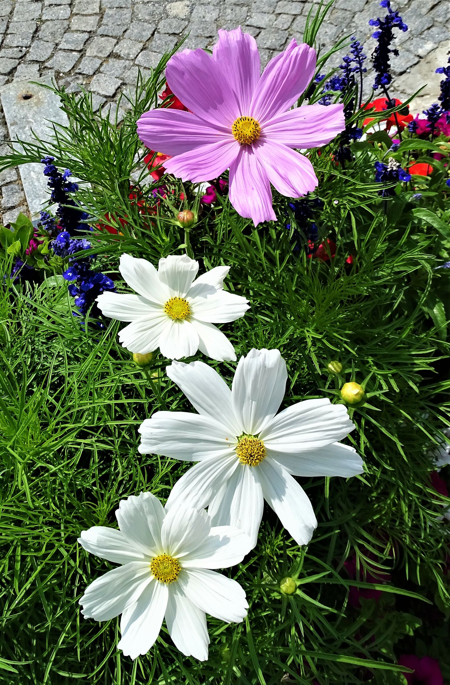 fiori di bardonecchia..