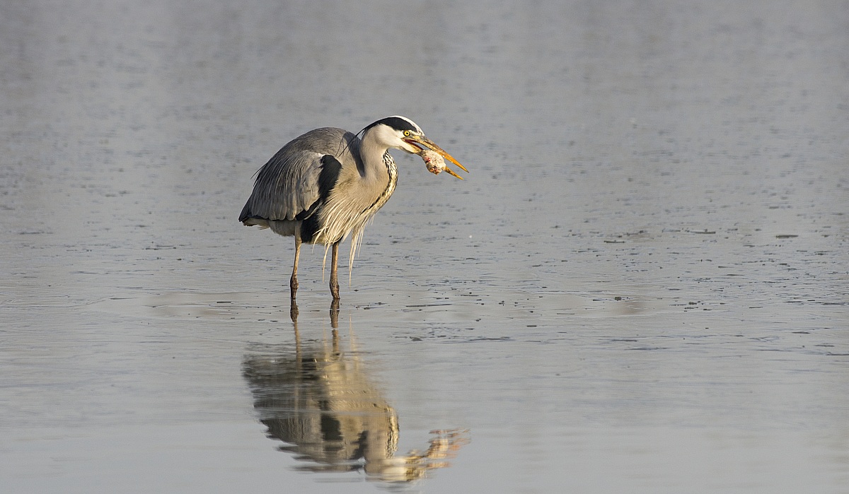 Grey Heron