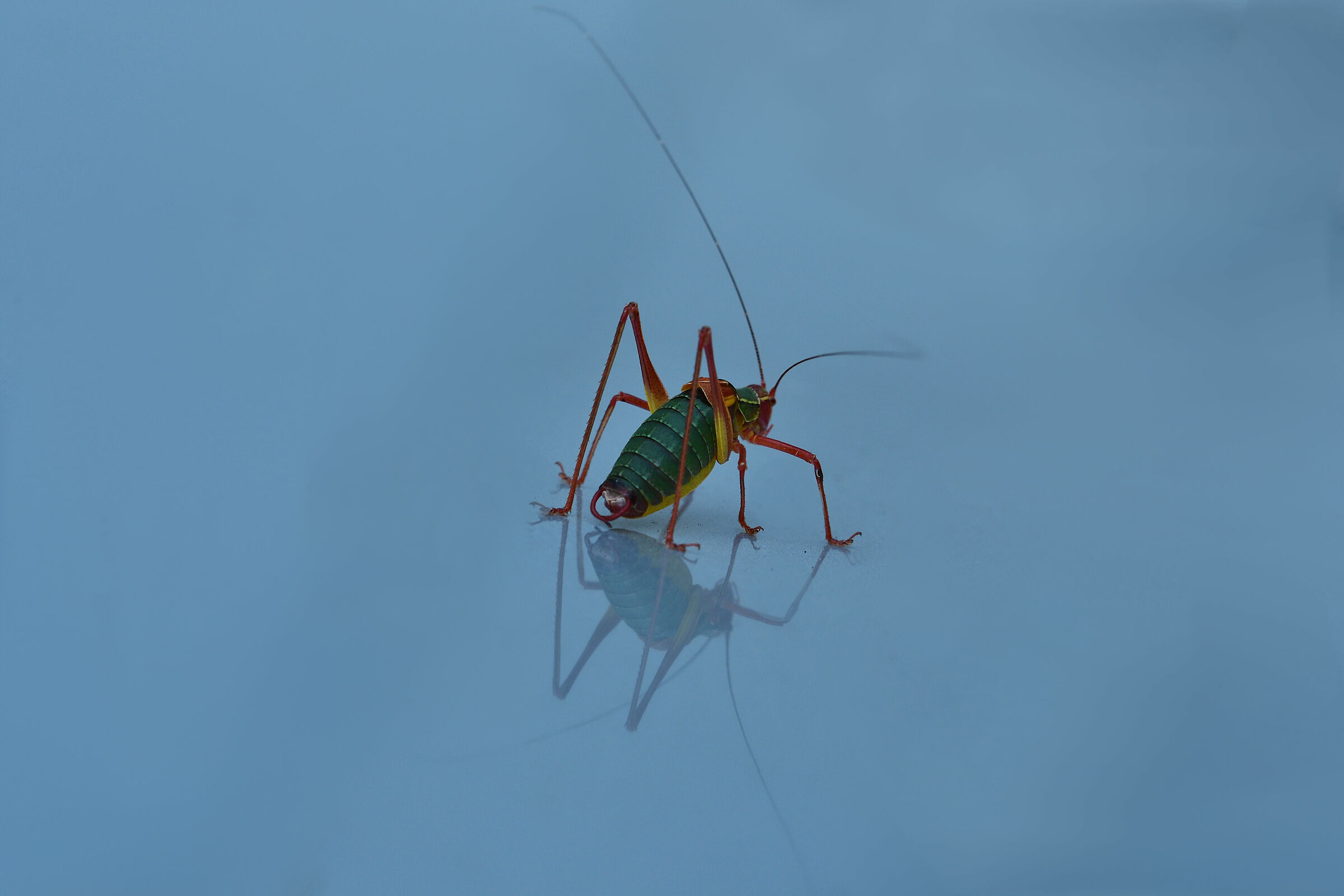 Constrictus Barbitistes