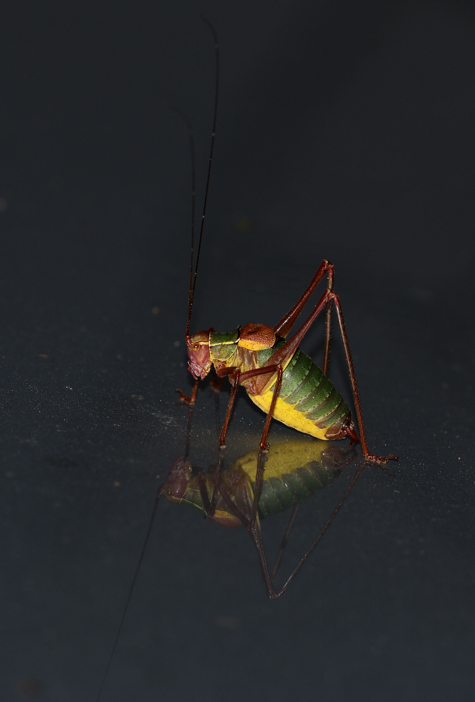 Constrictus Barbitistes