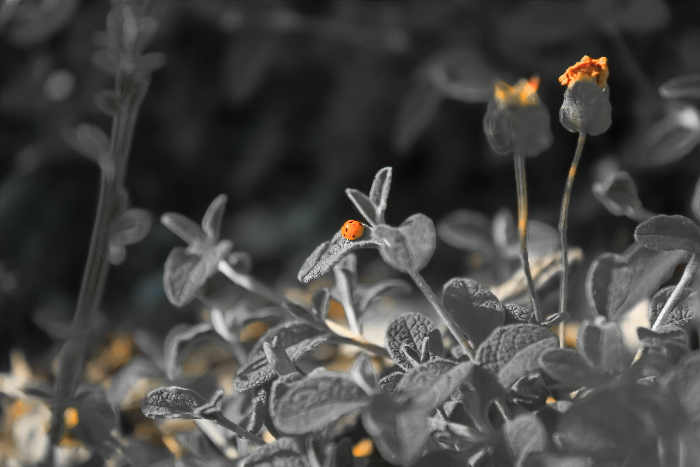 Playing in PP with colors...