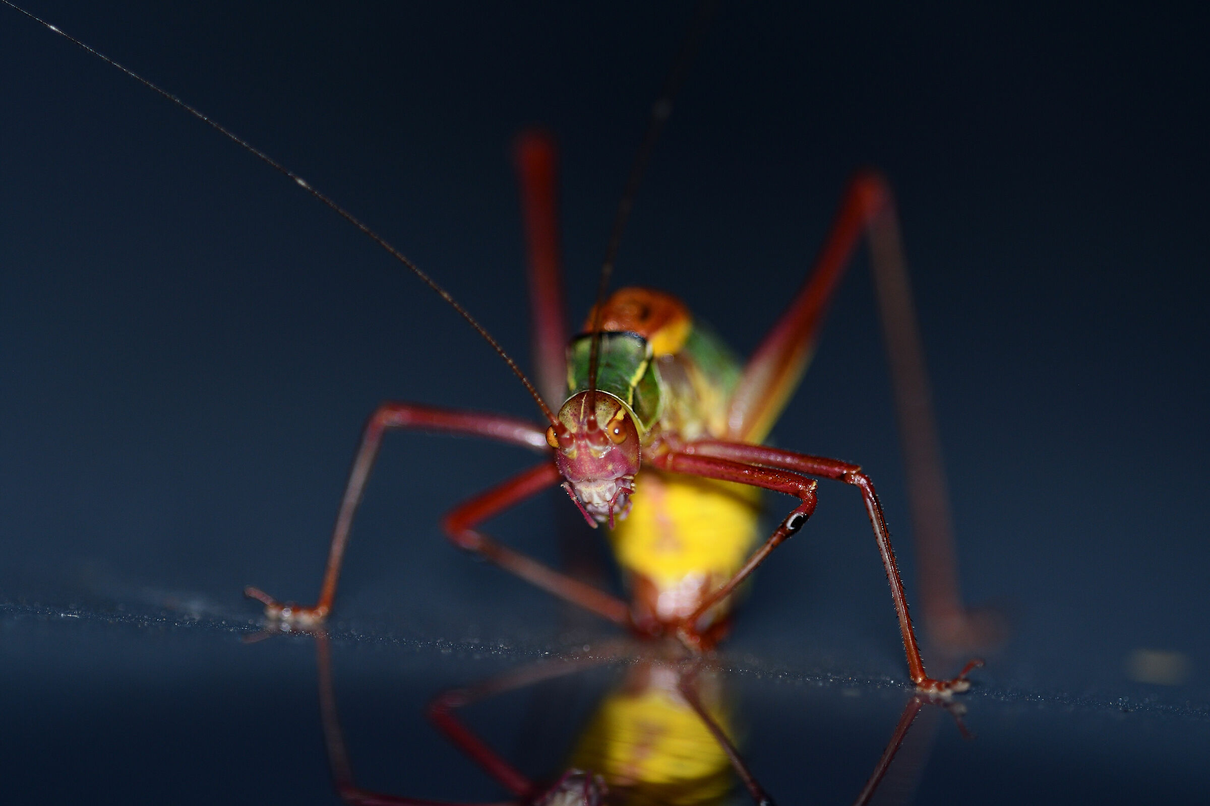 Barbitistes Serricauda