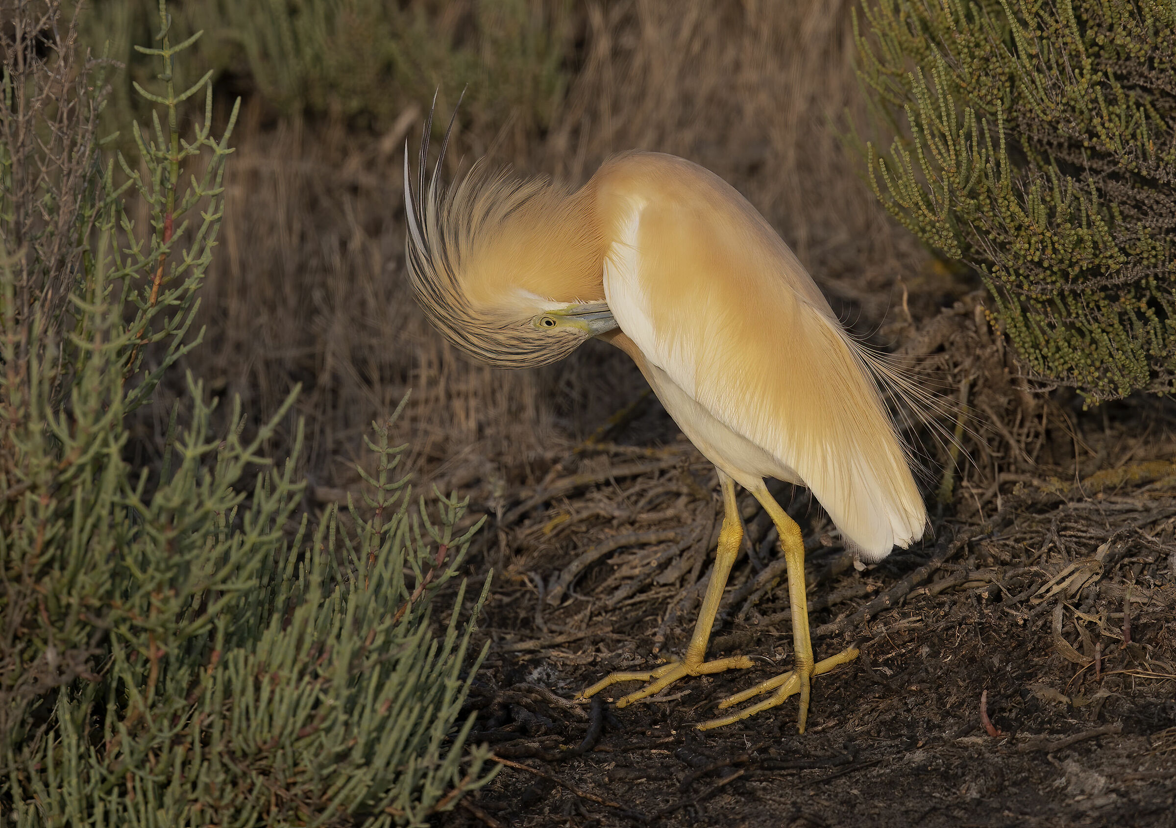 tuft flamboyant (fire railides)