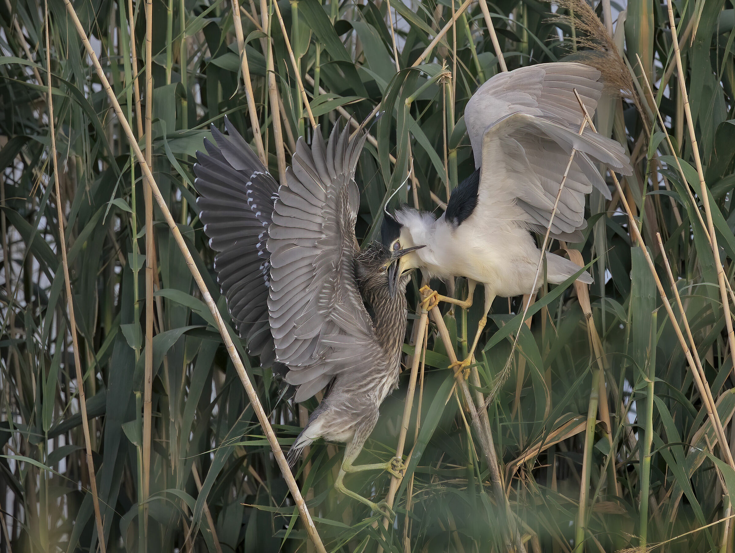 Hungry.......... to mom's assault