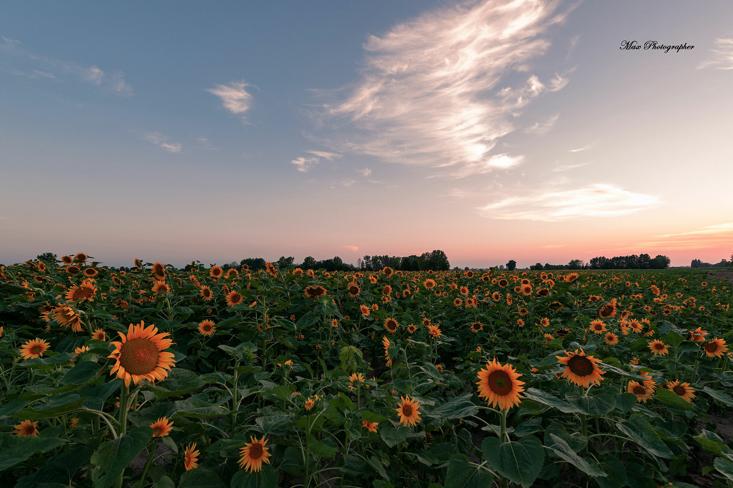 Girasoli al Tramonto