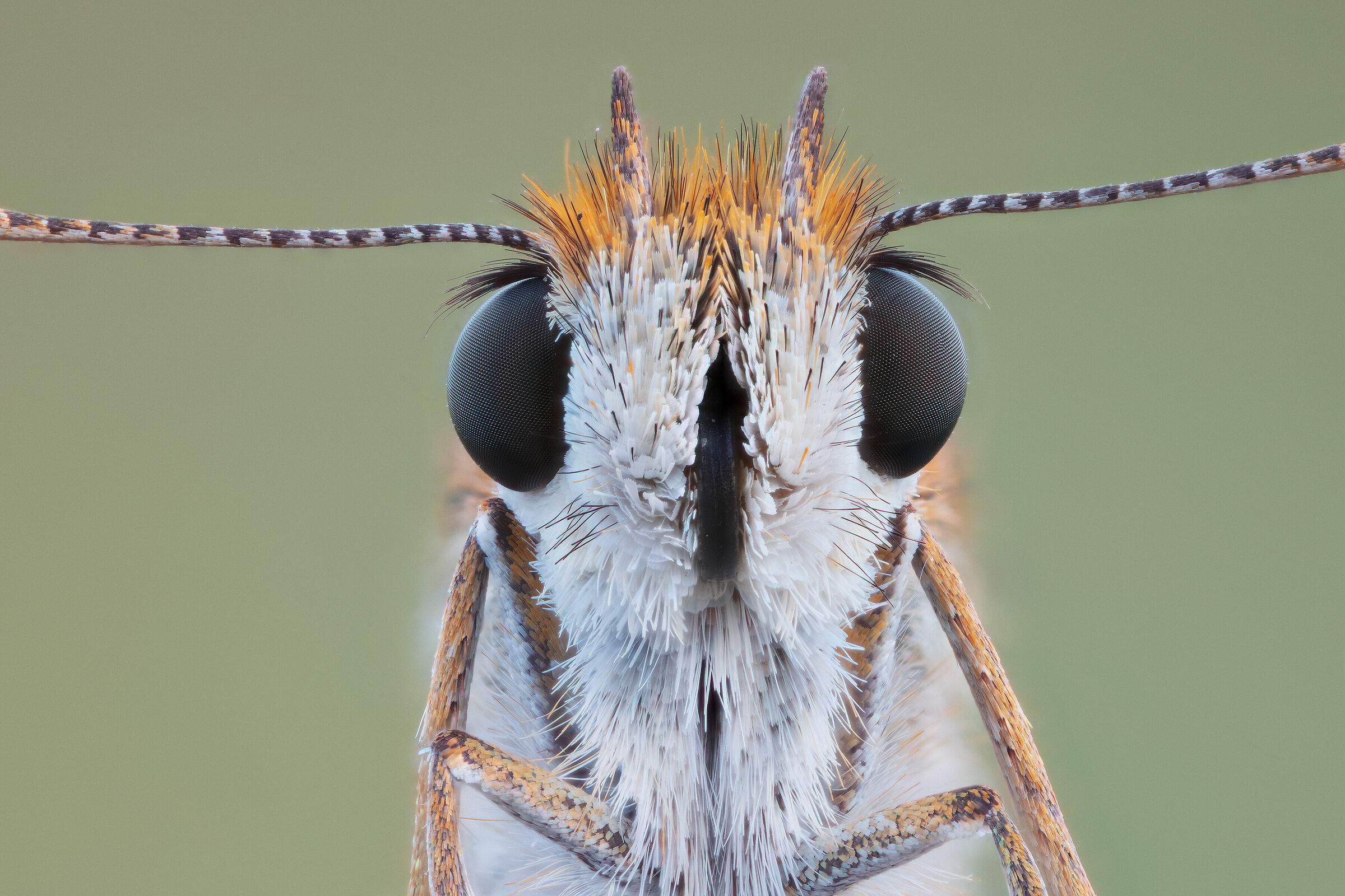 Hesperidae, New10014