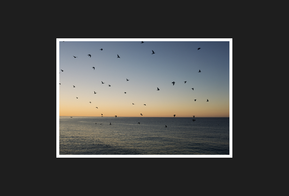 pigeon on the sea, 2020