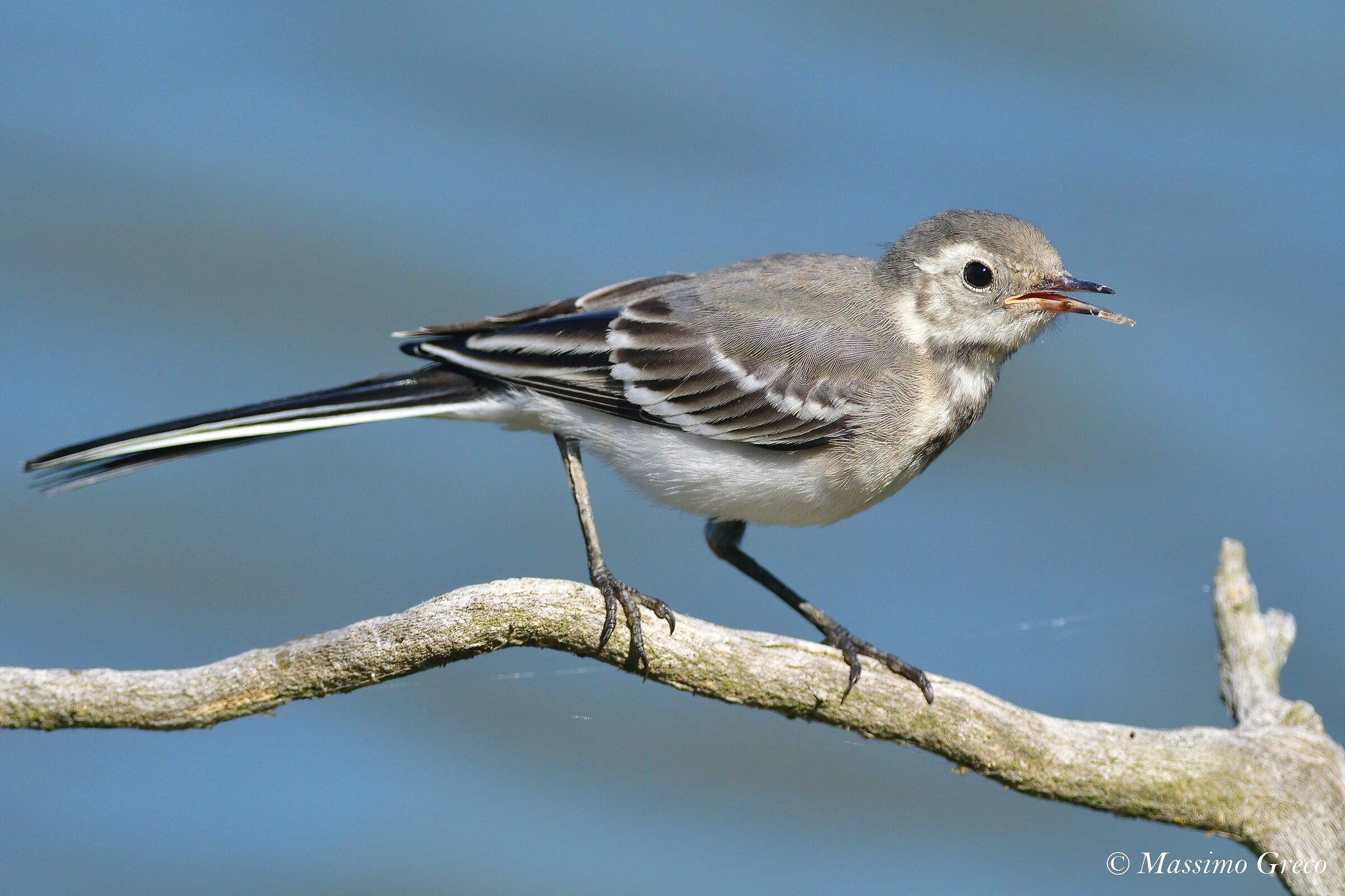 Ballerina bianca (Motacilla alba)