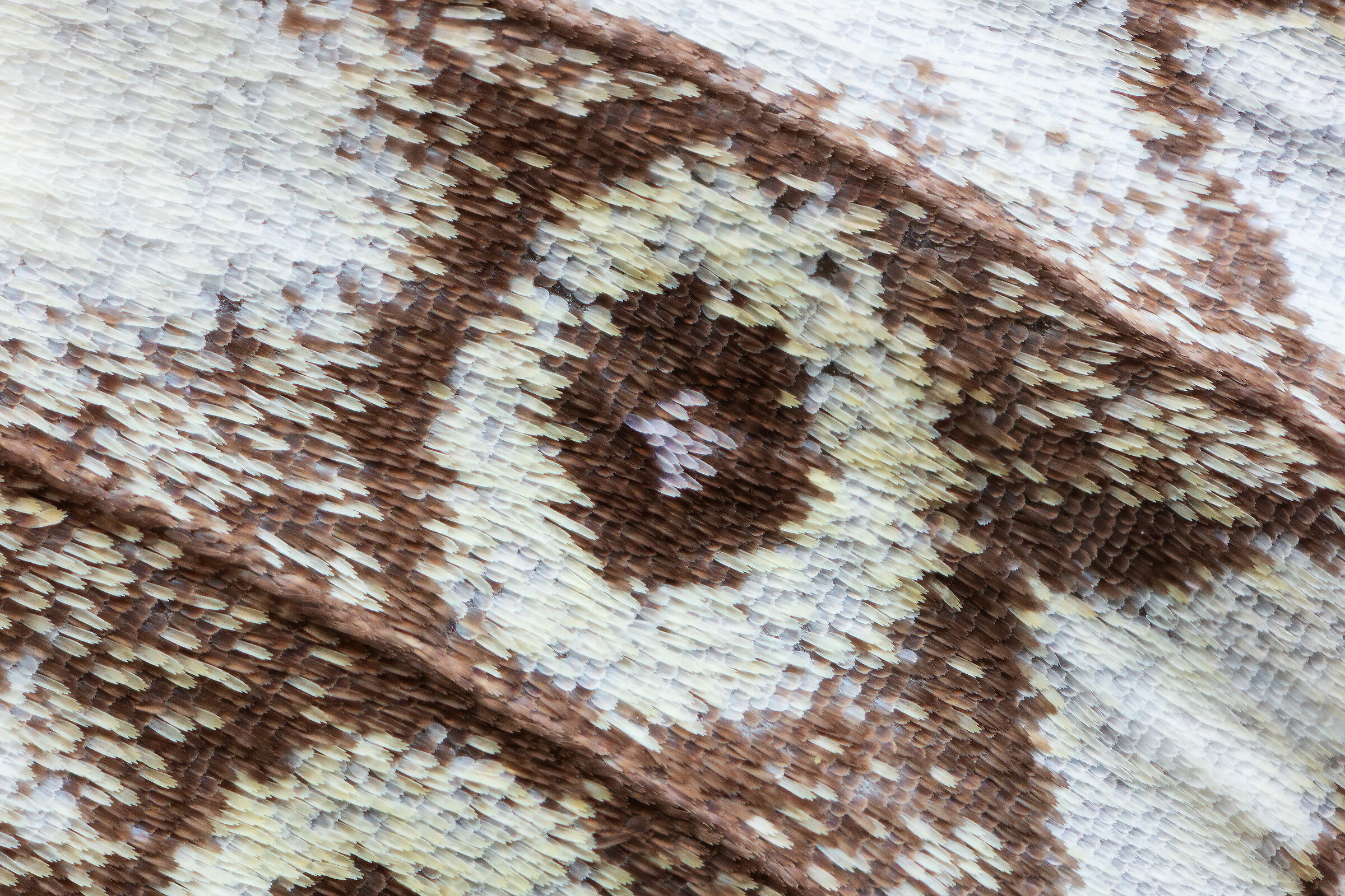 Melanargia galathea wing