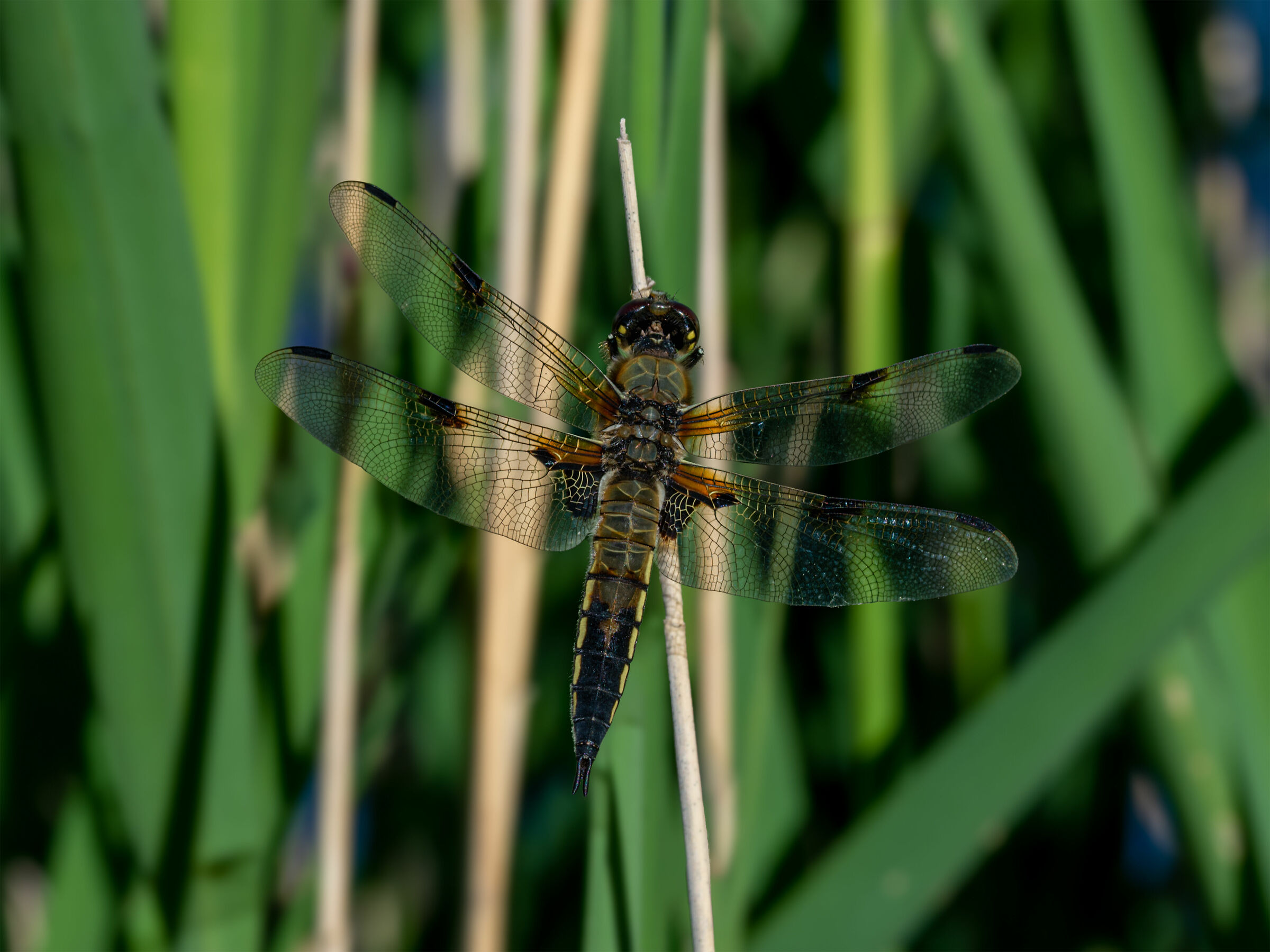 Il primo sole del mattino