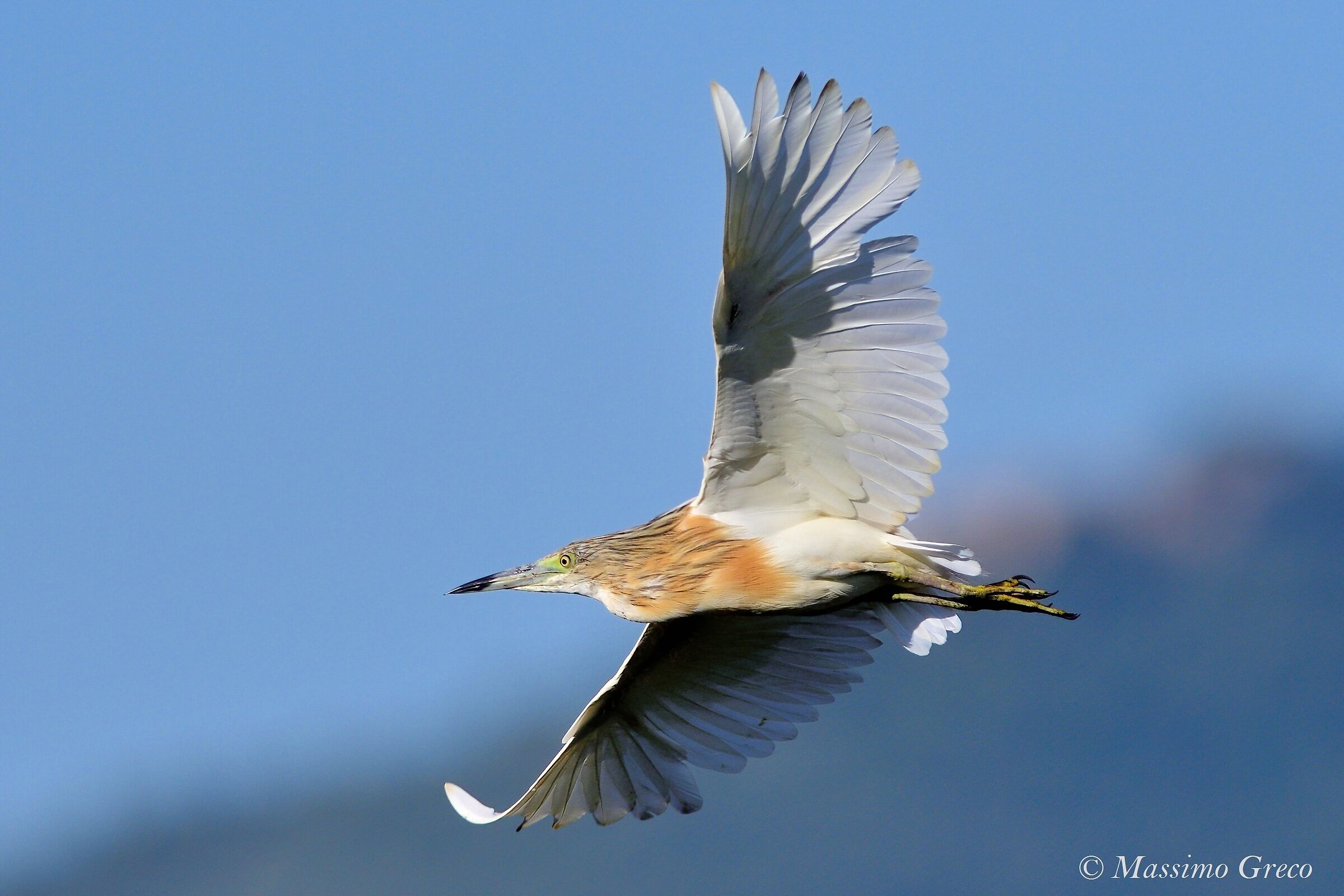 Sgarza tuft (Ardeola railides)