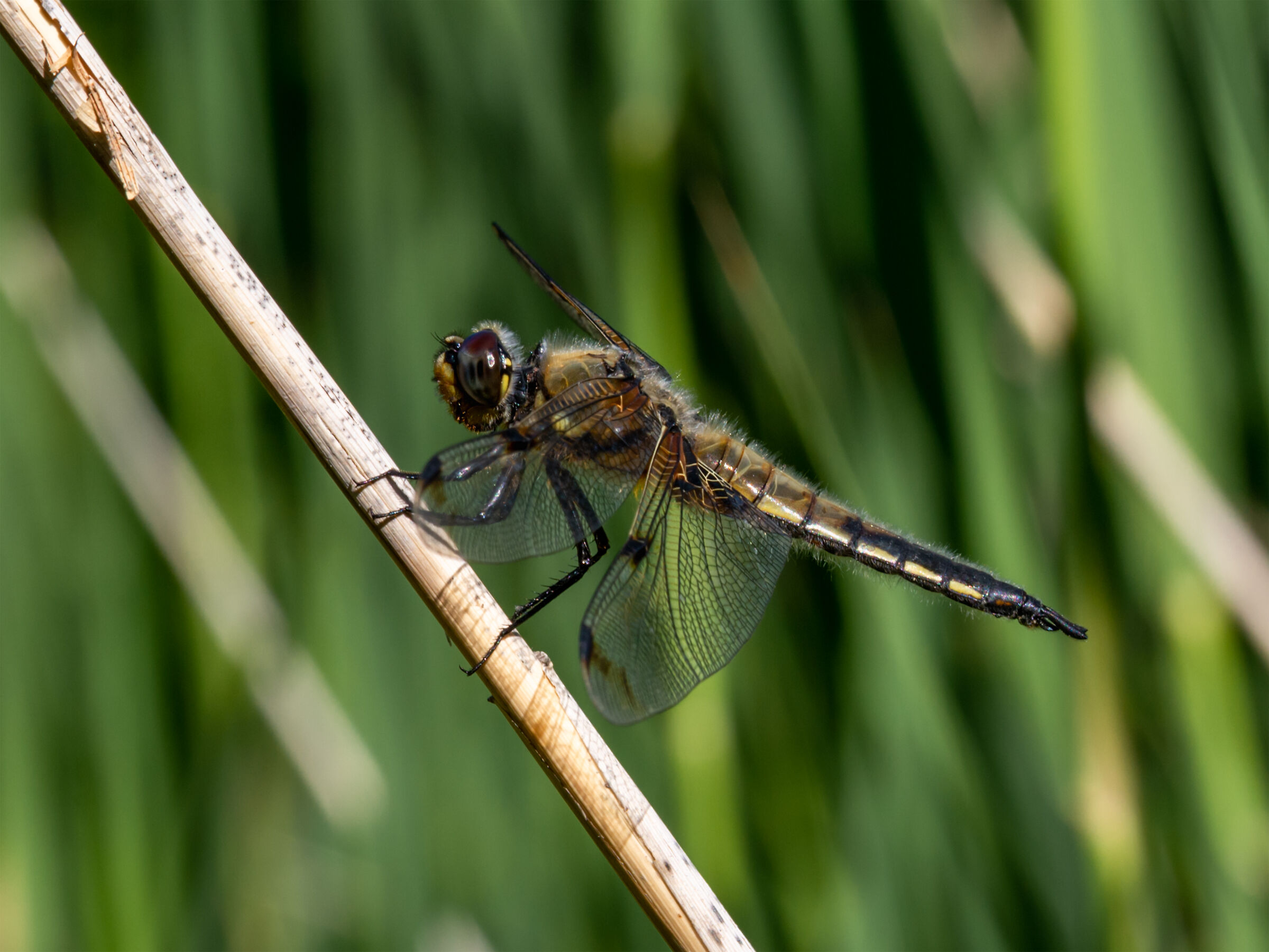 Il primo sole del mattino 2