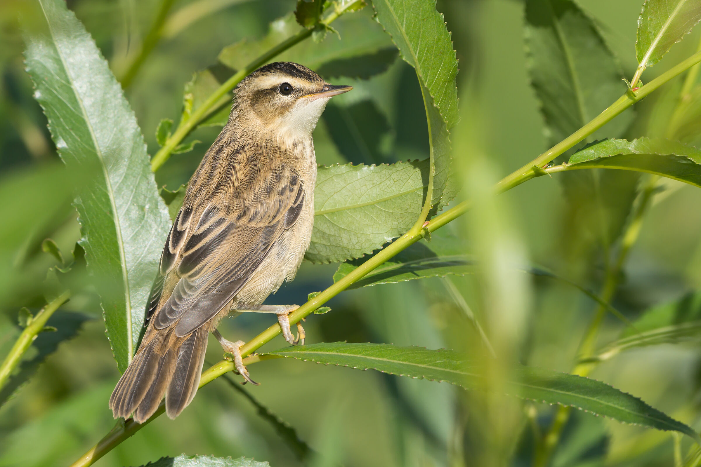 Acrocephalus schoenobaenus