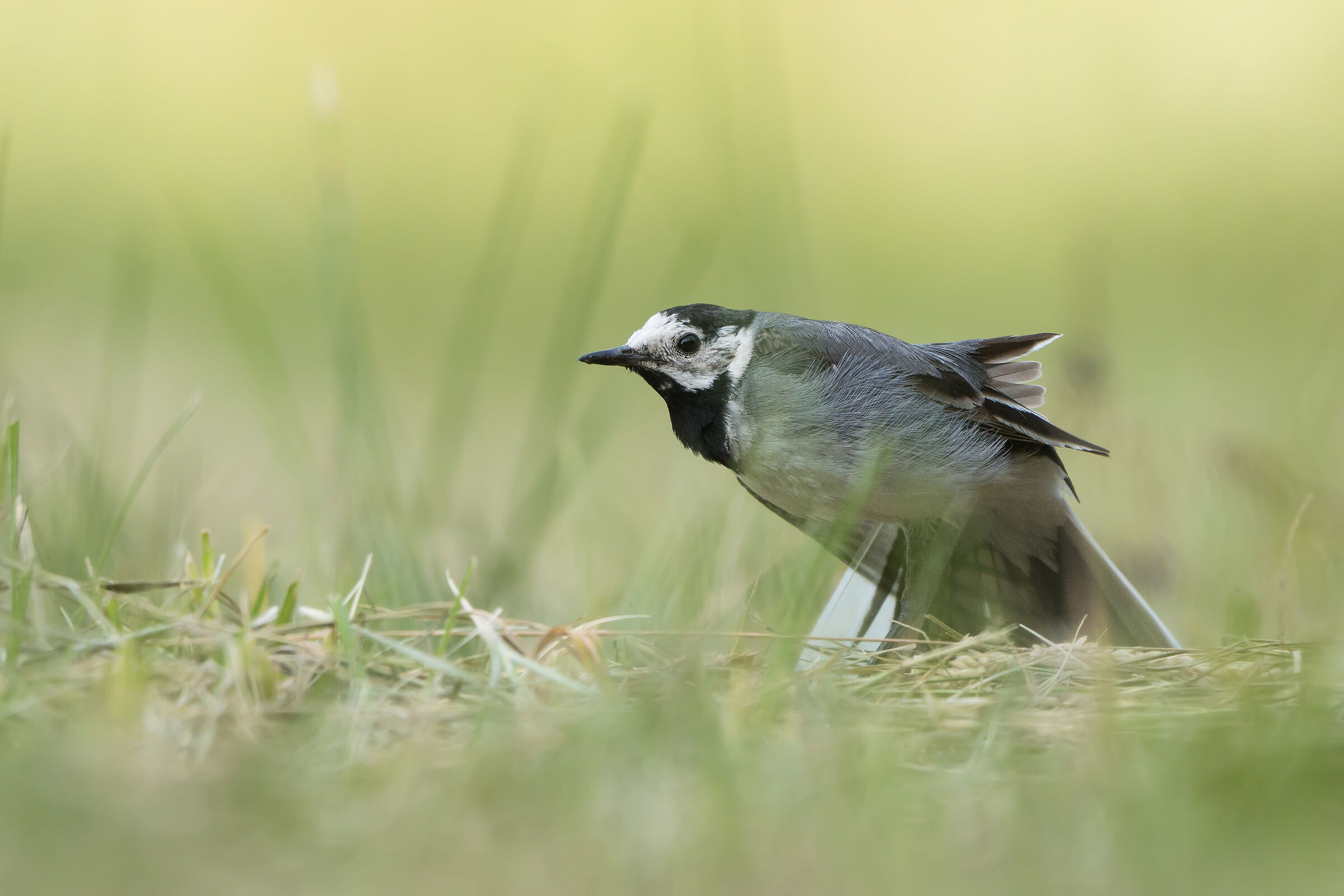 Wagtail bianco (Motacilla alba)