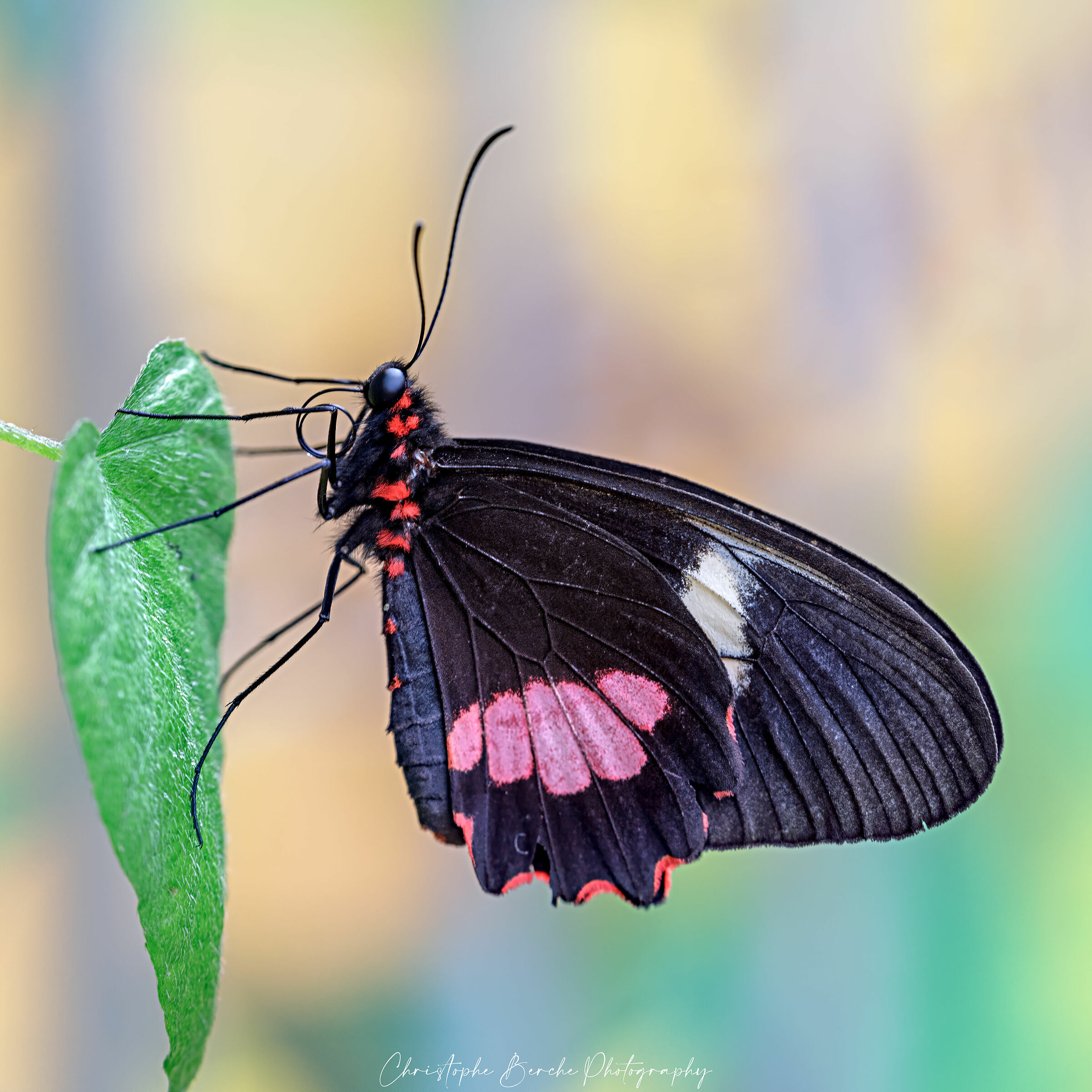 Parides iphidamas