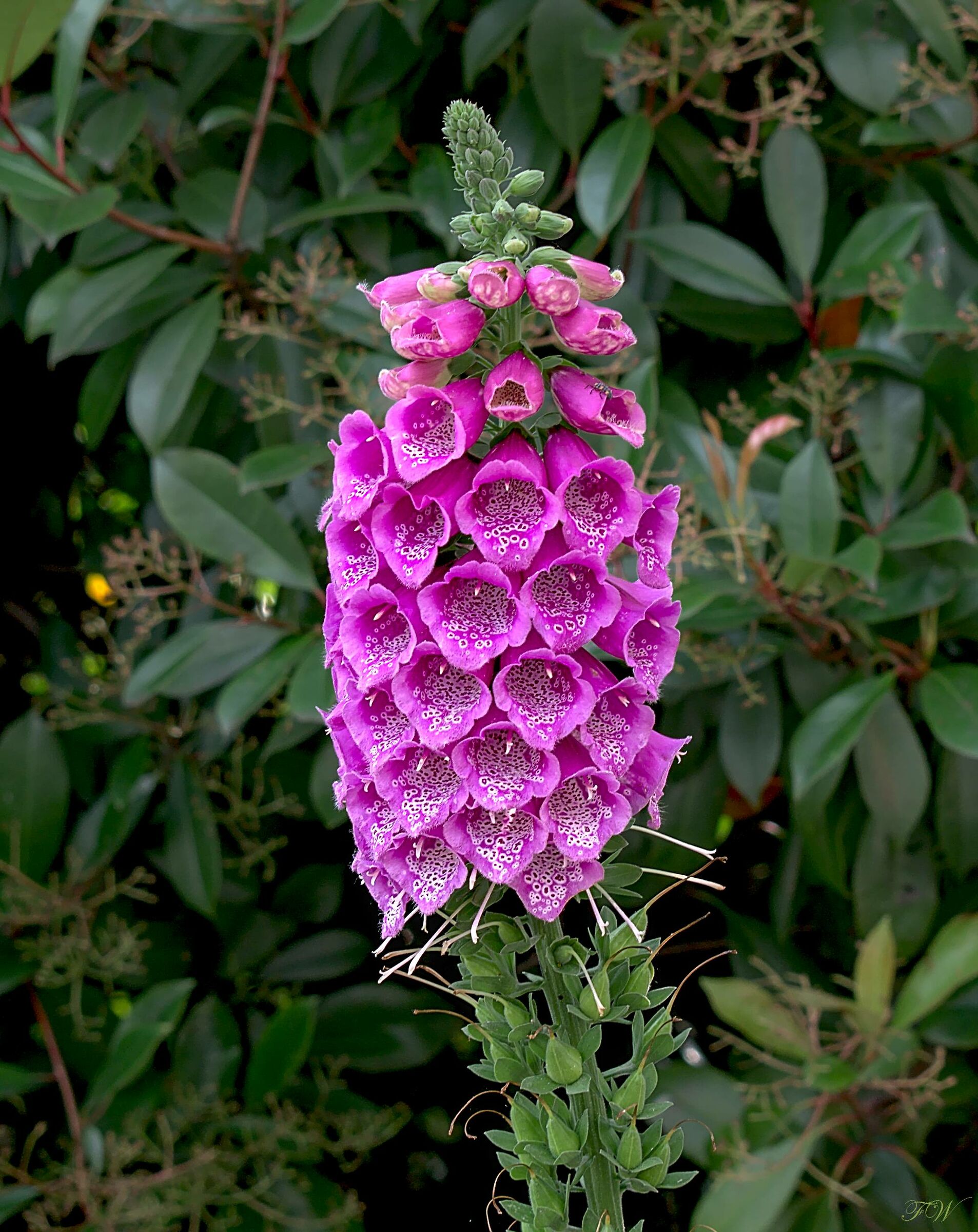 Digitalis Purpurea