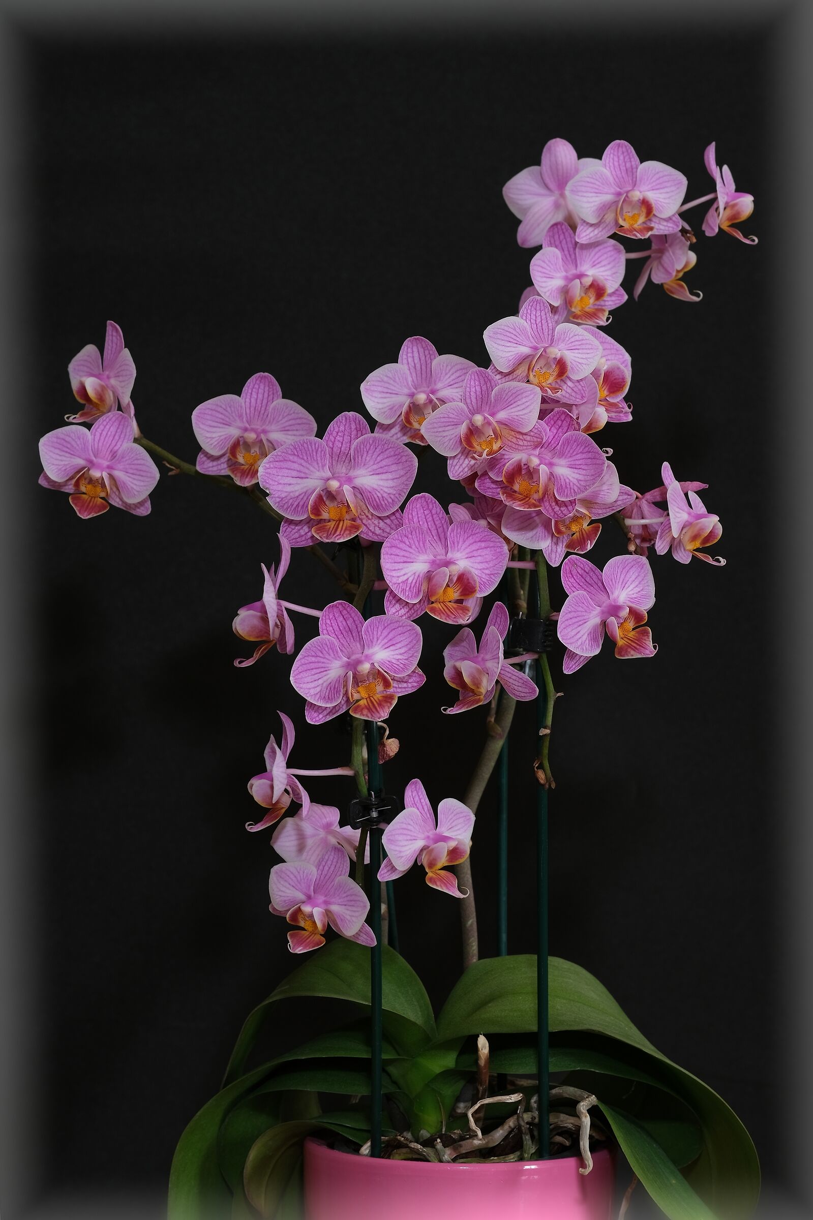 Orchidea Phalaenopsis