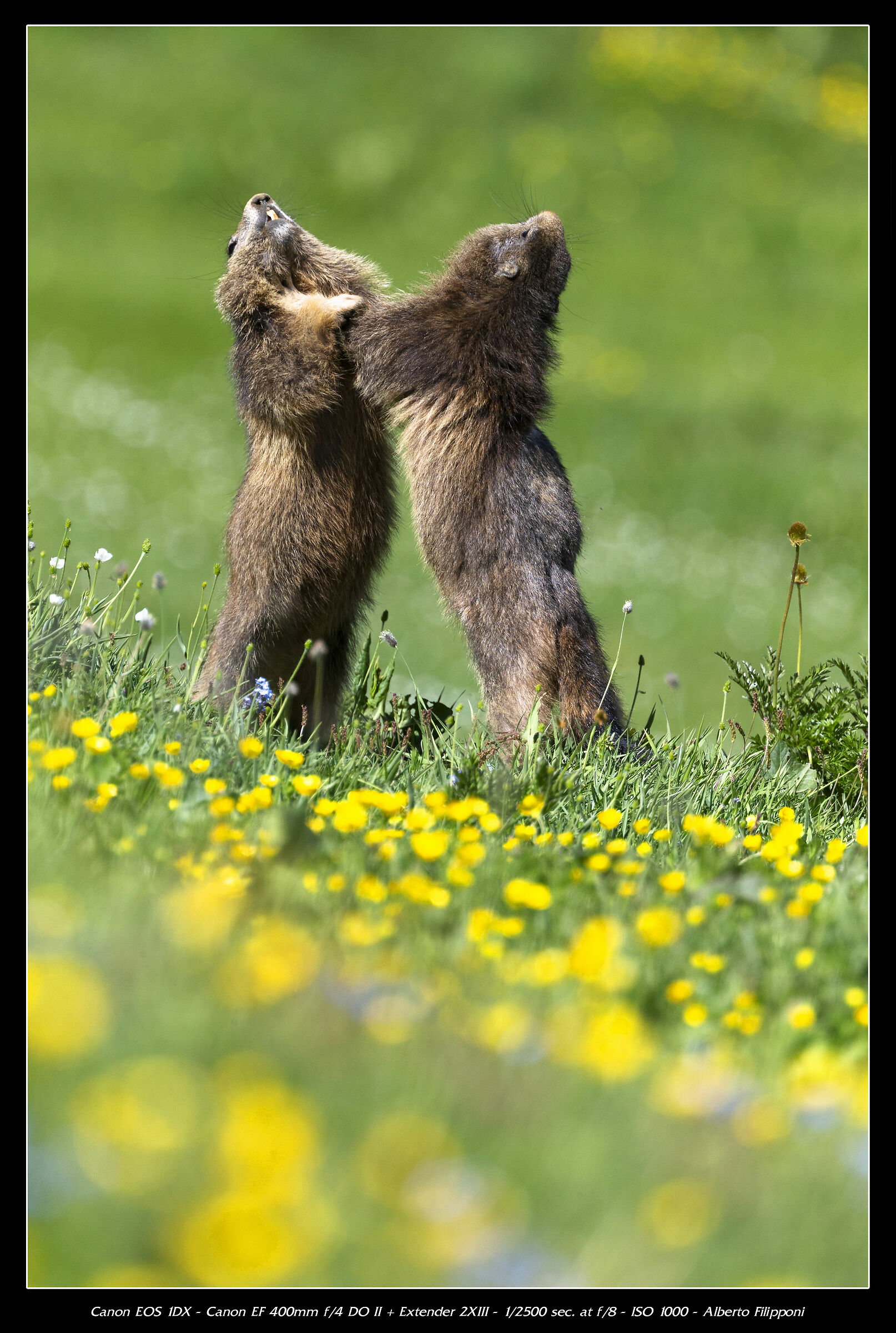 Giochi ad alta quota