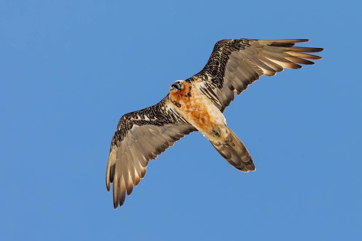 Lo Spirito dei cieli