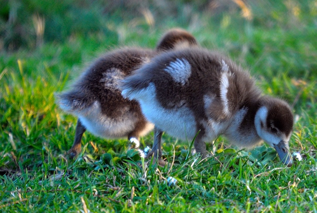 goose chicks nile