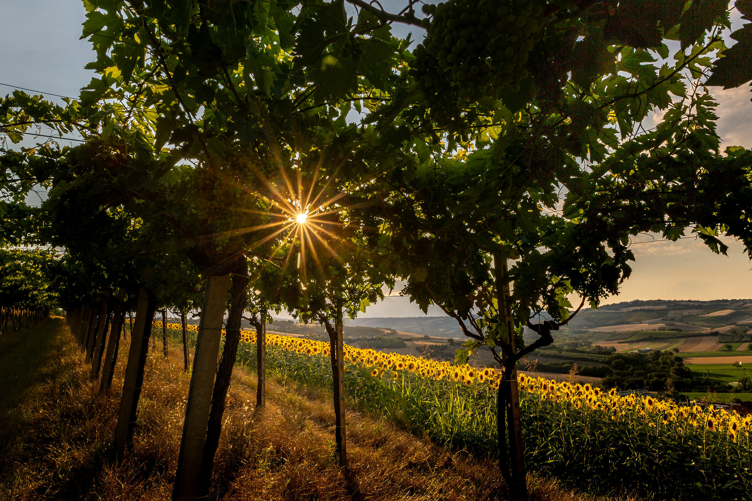 Between vineyards and sunflowers.