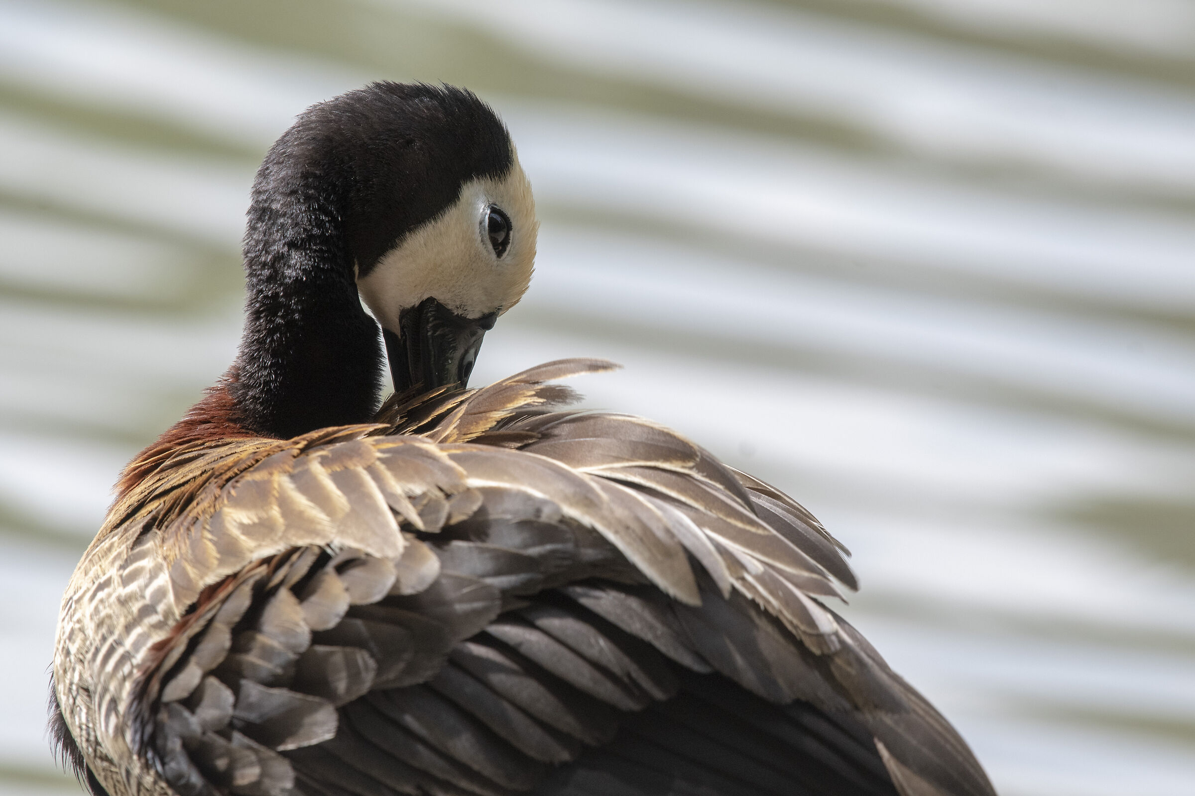 White-faced goose