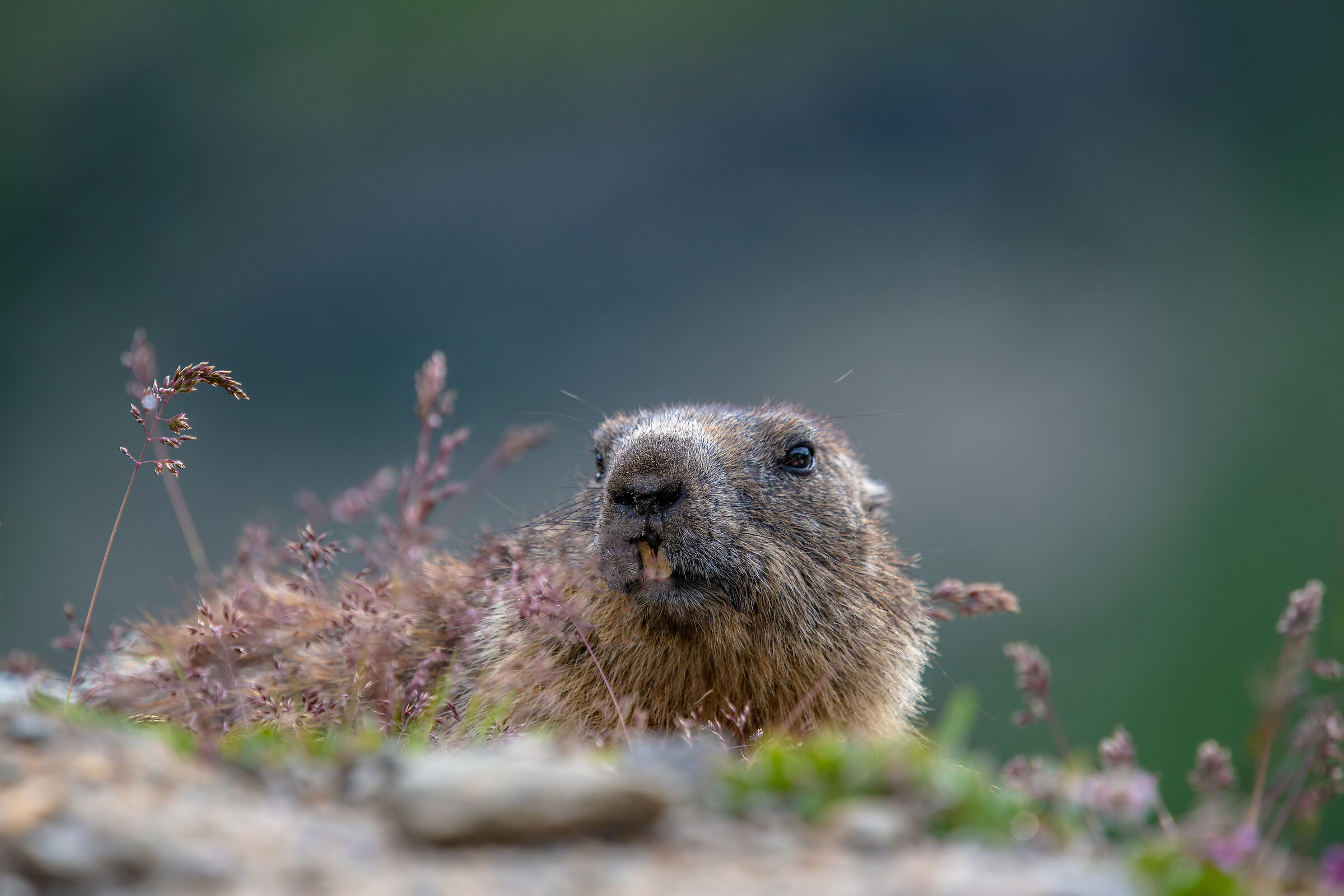 Marmot