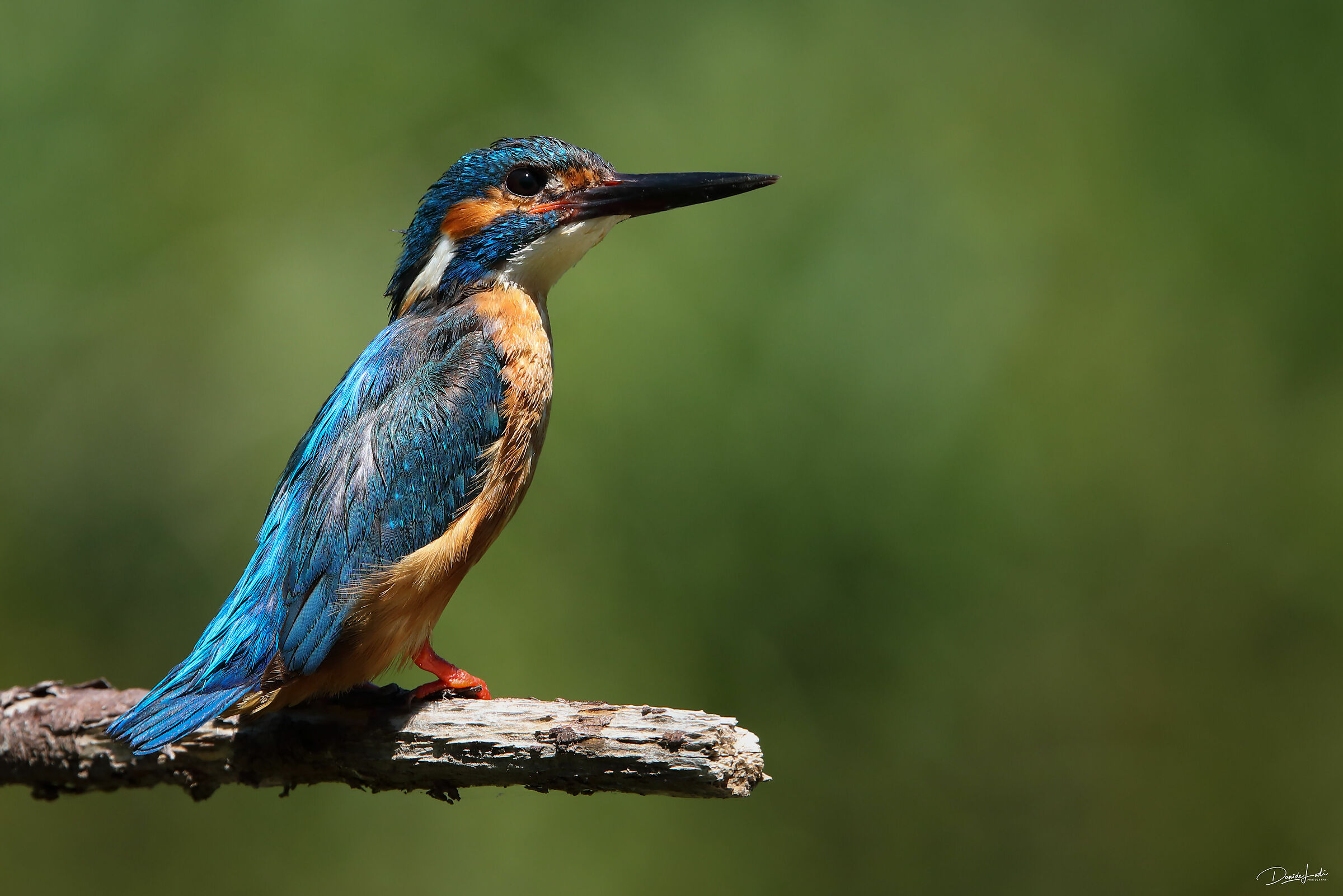 Kingfisher