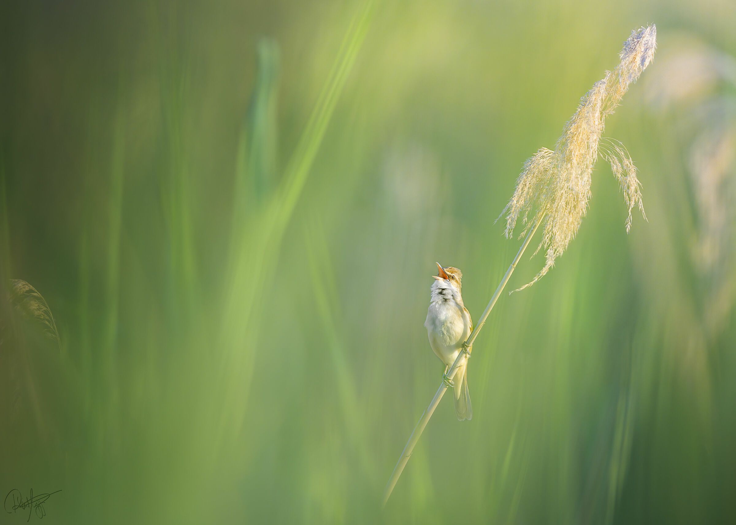 Singing among the reeds