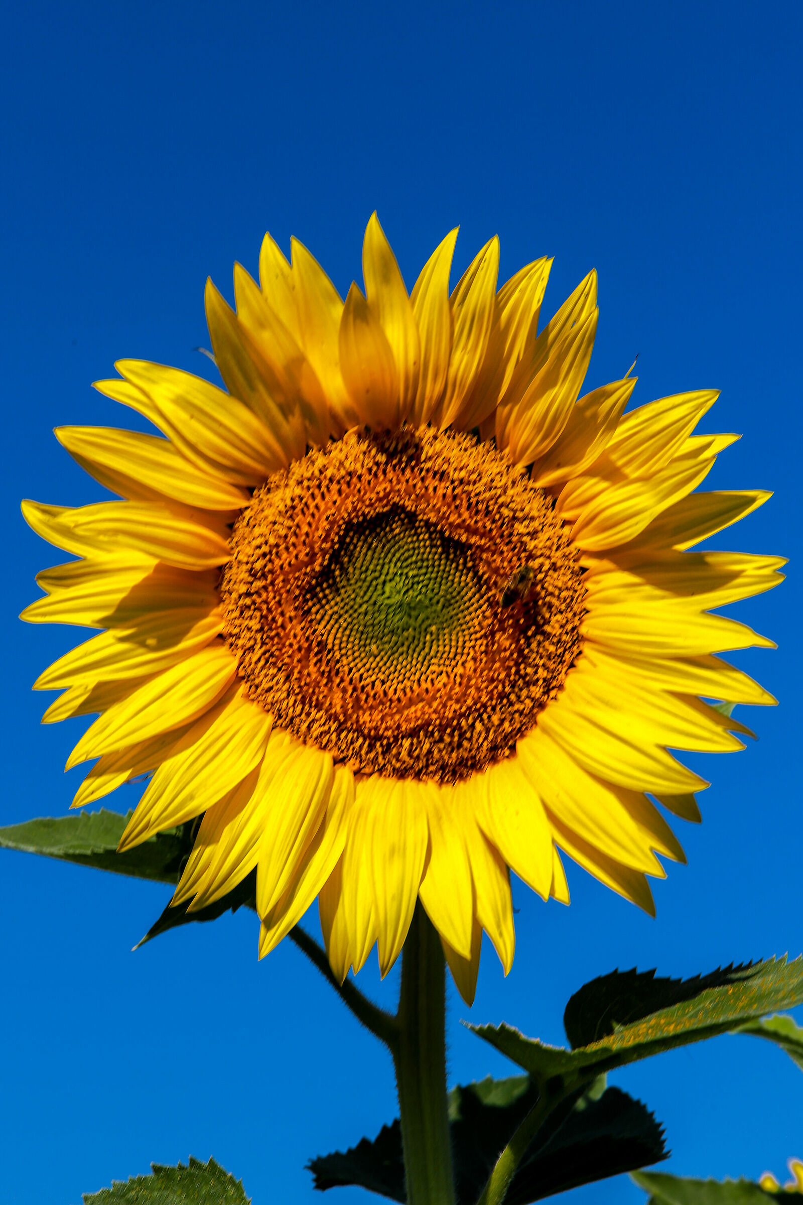Girasole in verticale