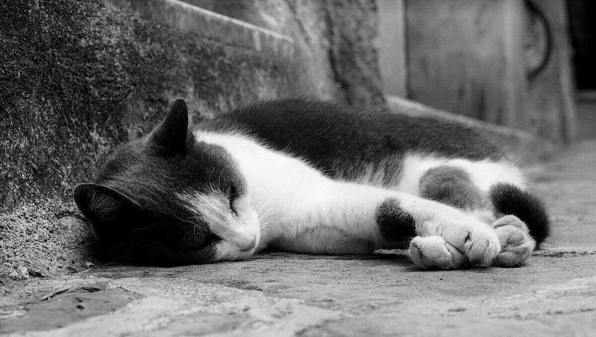 At night lion, by day lazy!