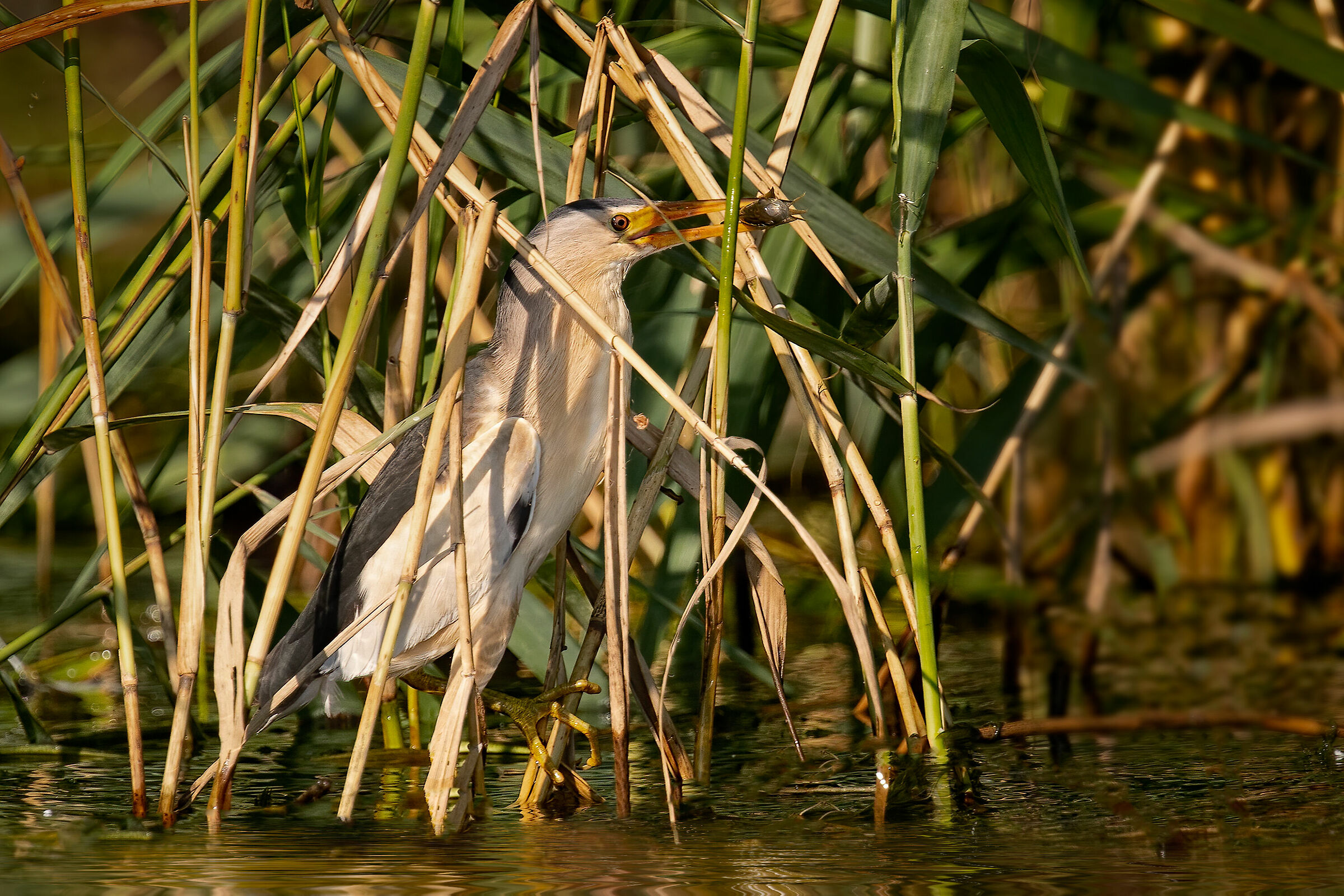Incontri nel Parco del Mincio (mn)
