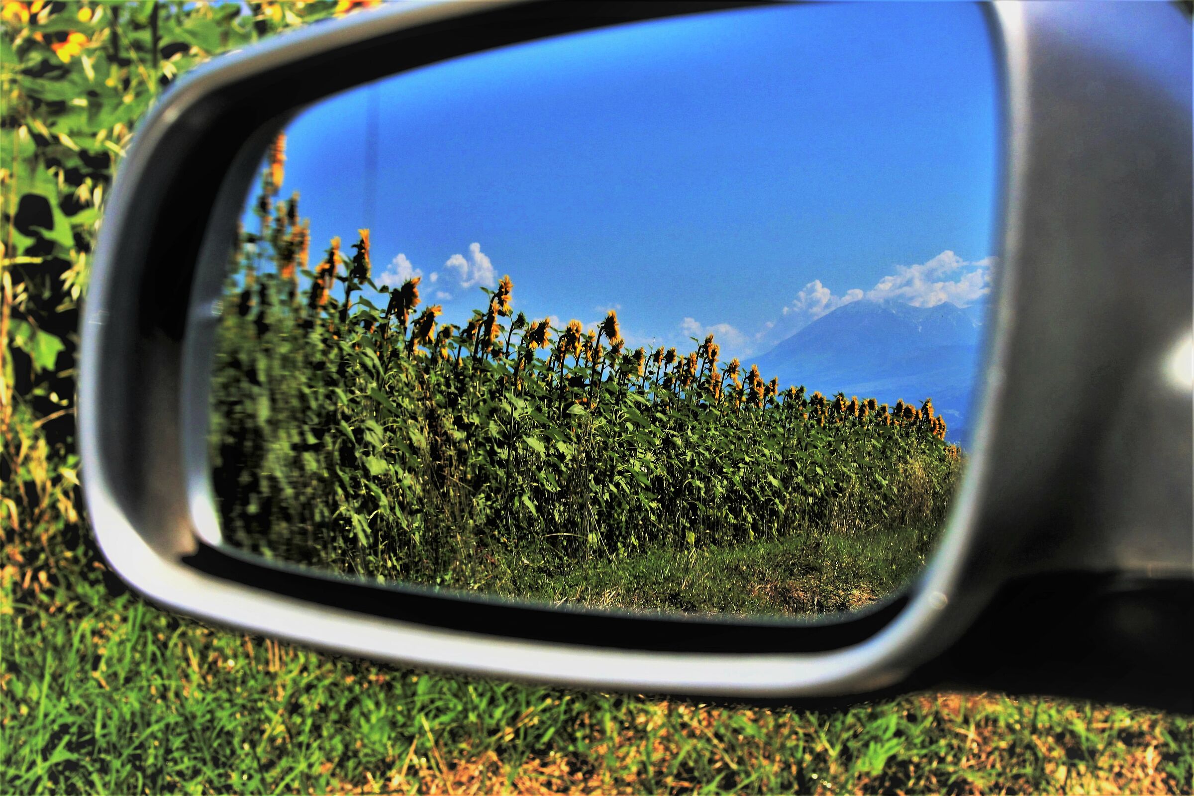 " Nello specchietto vedo girasoli"