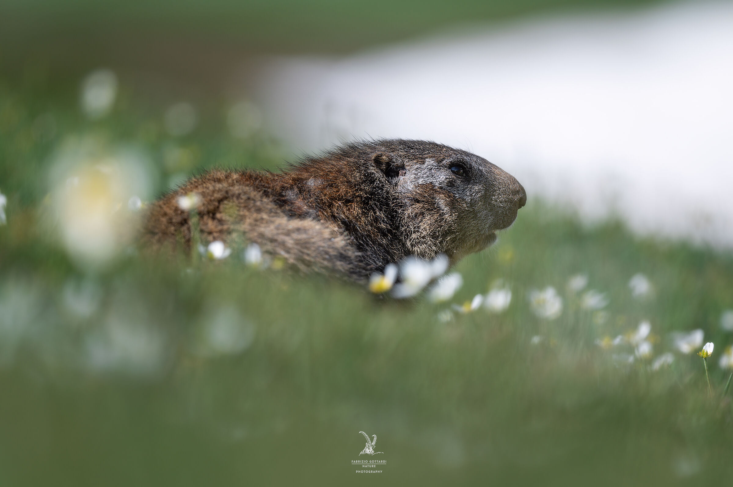 Marmotta floreale