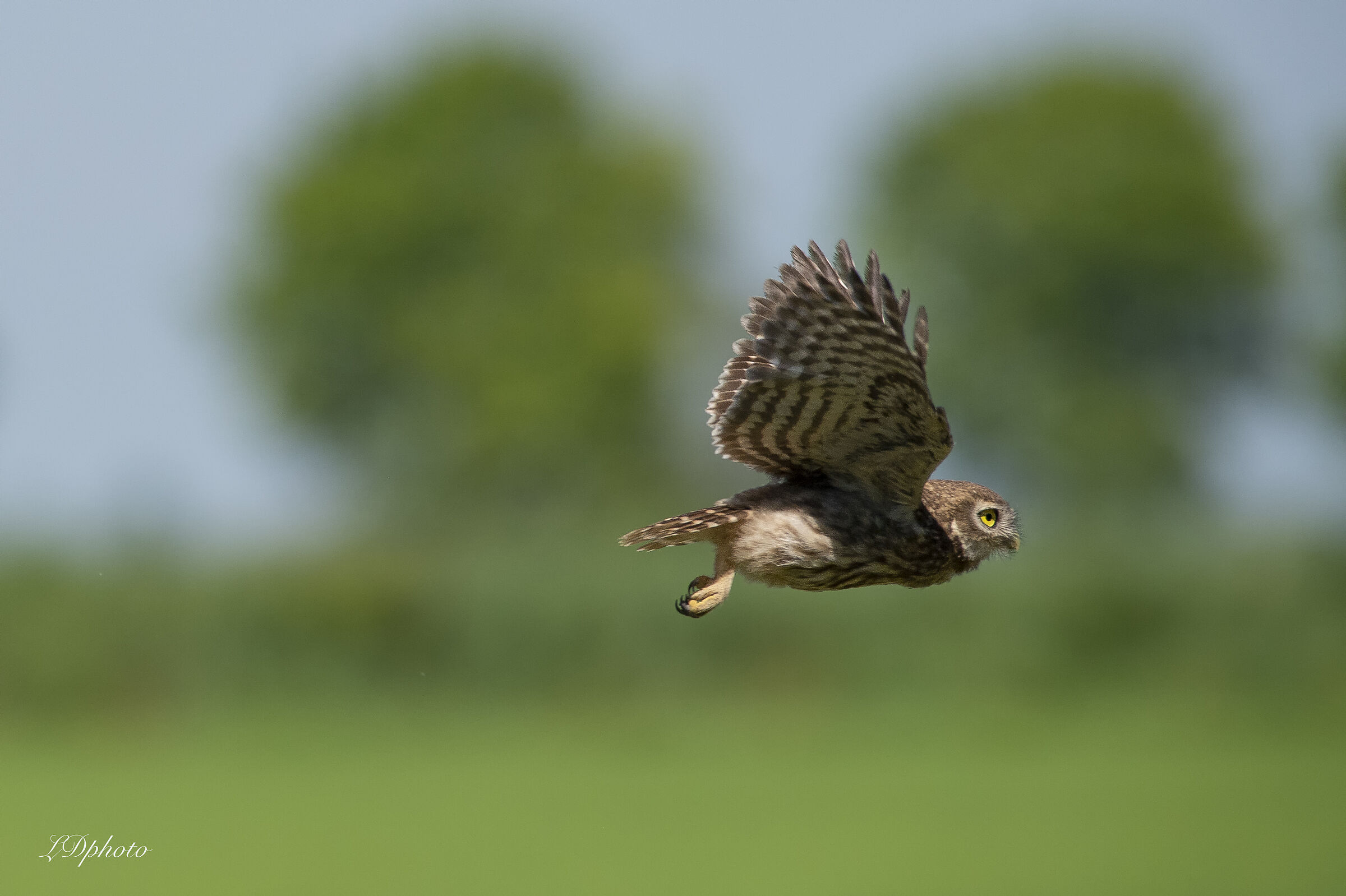 Civetta (Athene noctua)