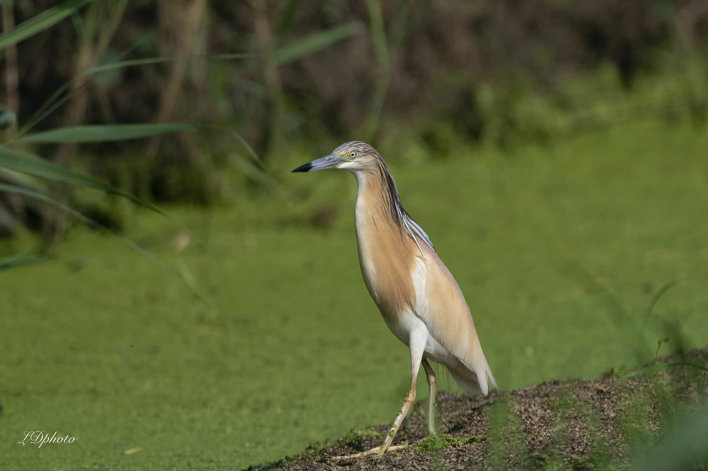 Sgarza ciuffetto (Ardeola ralloides)