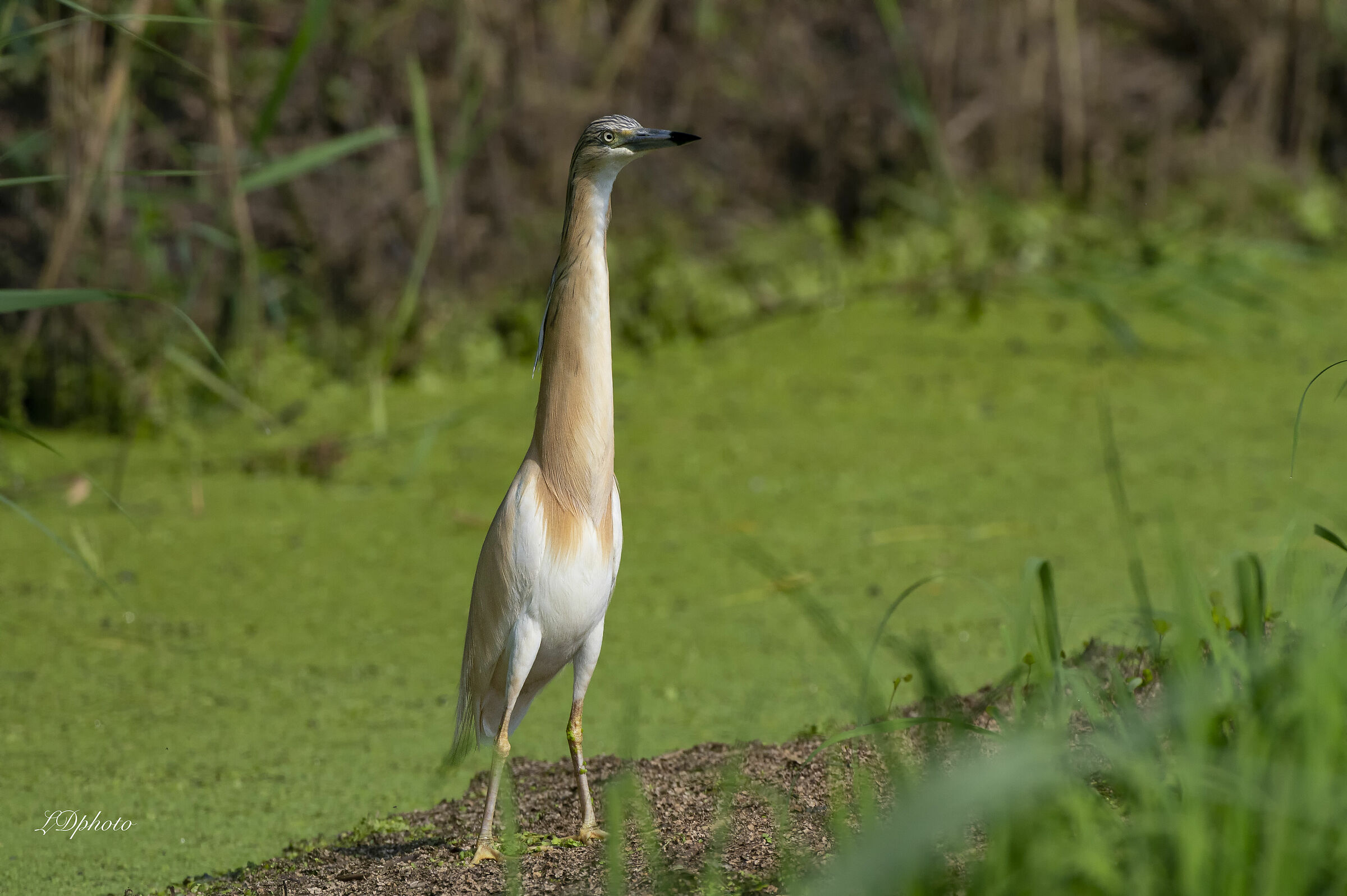Sgarza ciuffetto (Ardeola ralloides)