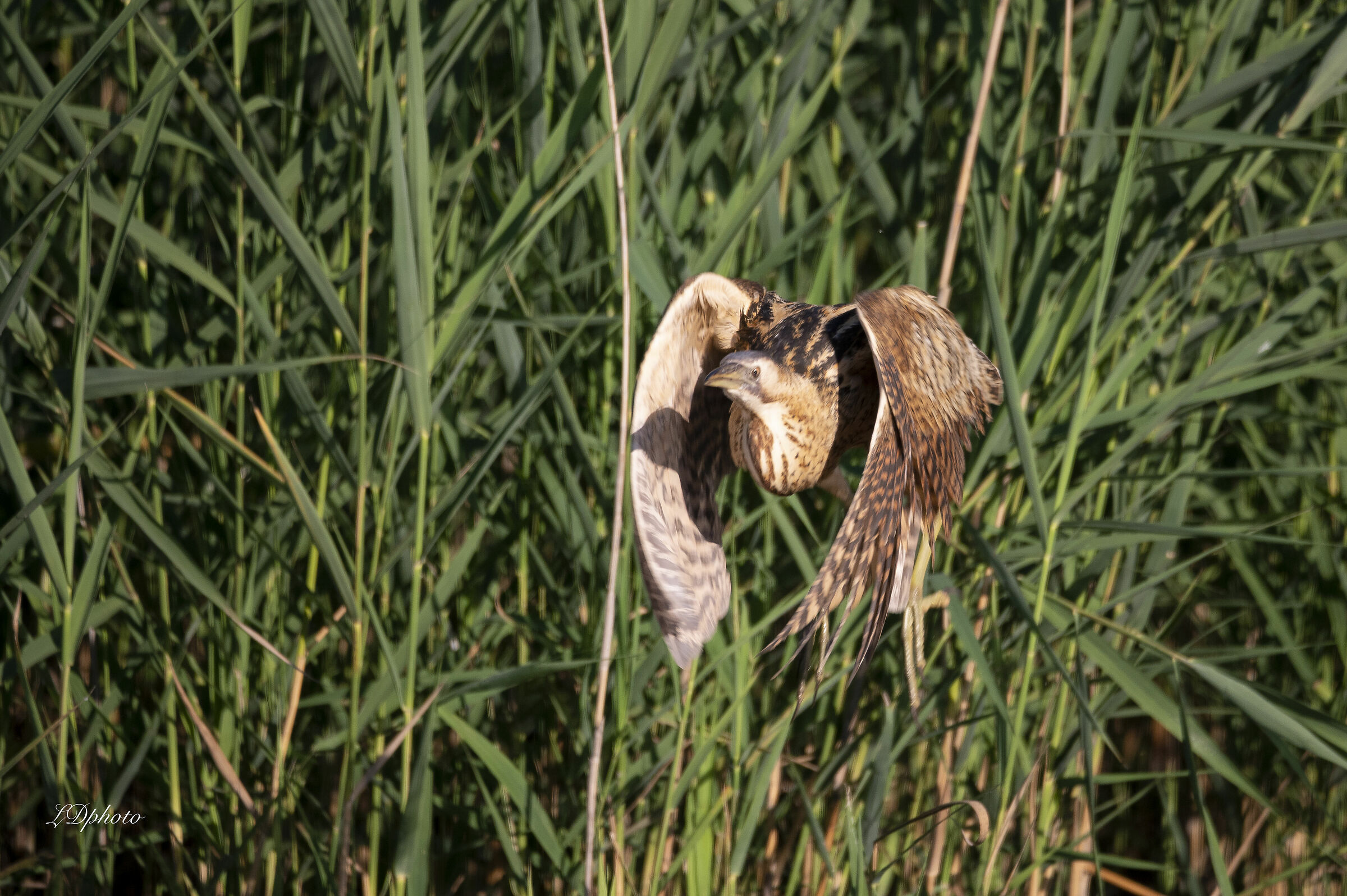 Tarabuso (Botaurus stellaris)