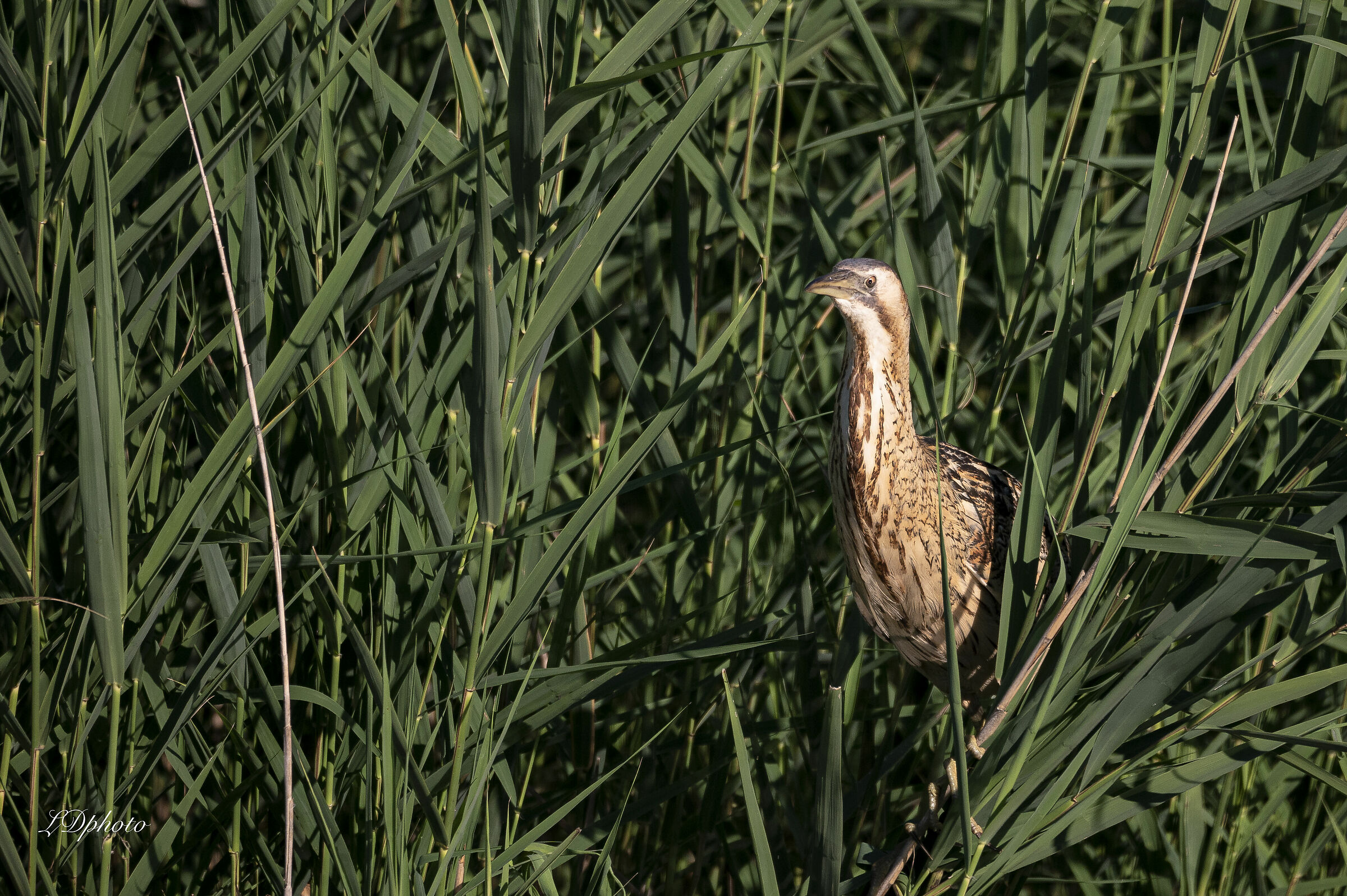 Tarabuso (Botaurus stellaris)