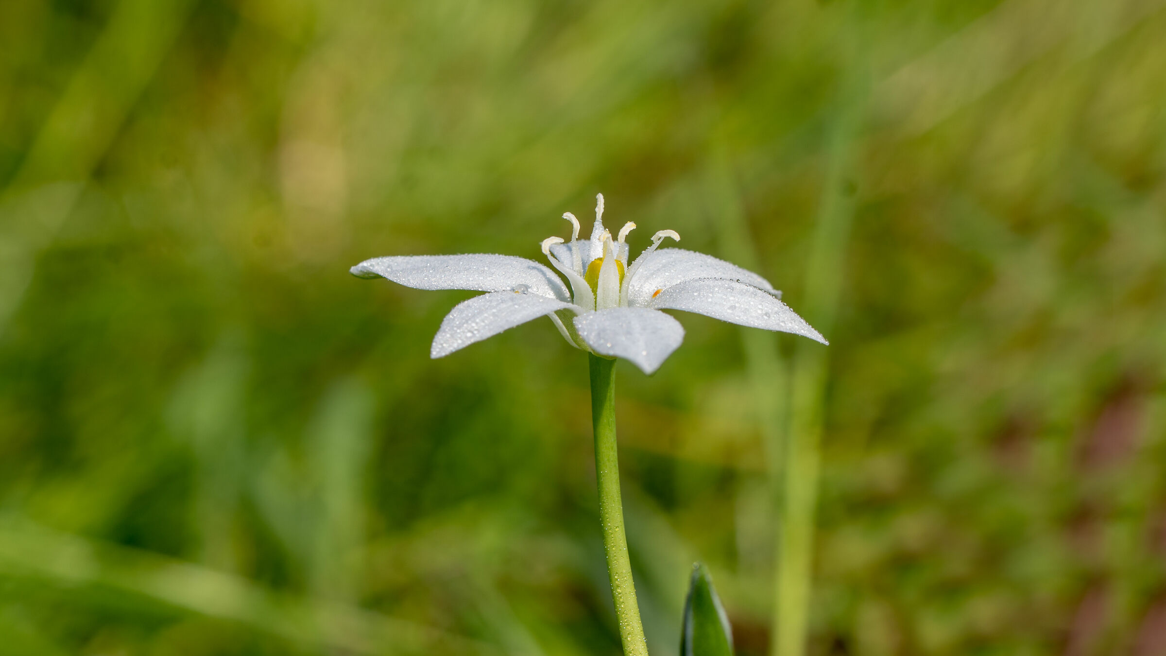 Lilioasfodelo minore