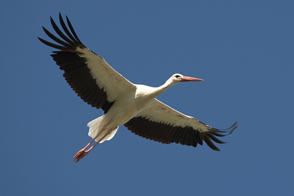 stork in flight